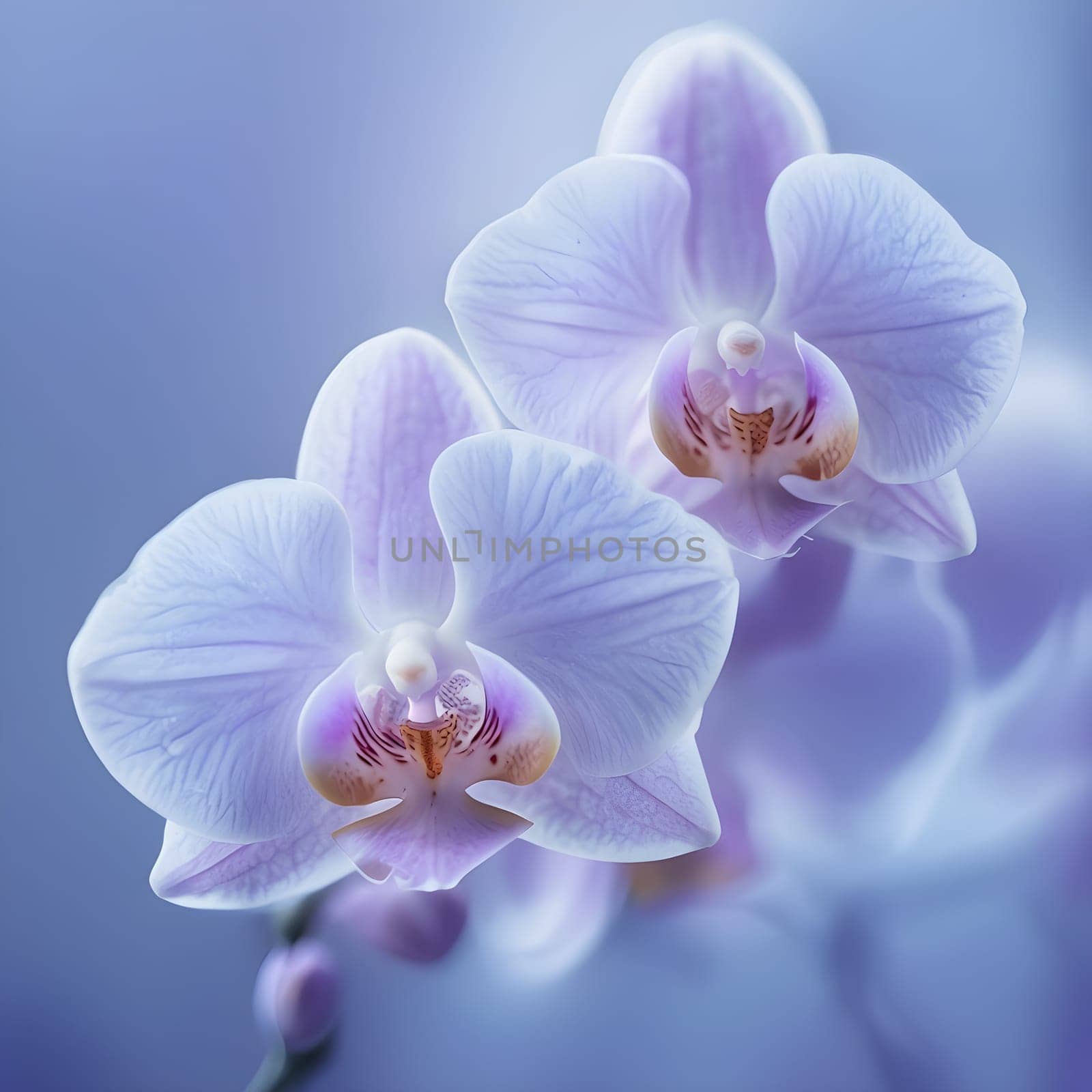 Intricate Beauty: Soft Lavender Orchid with Blurred Background