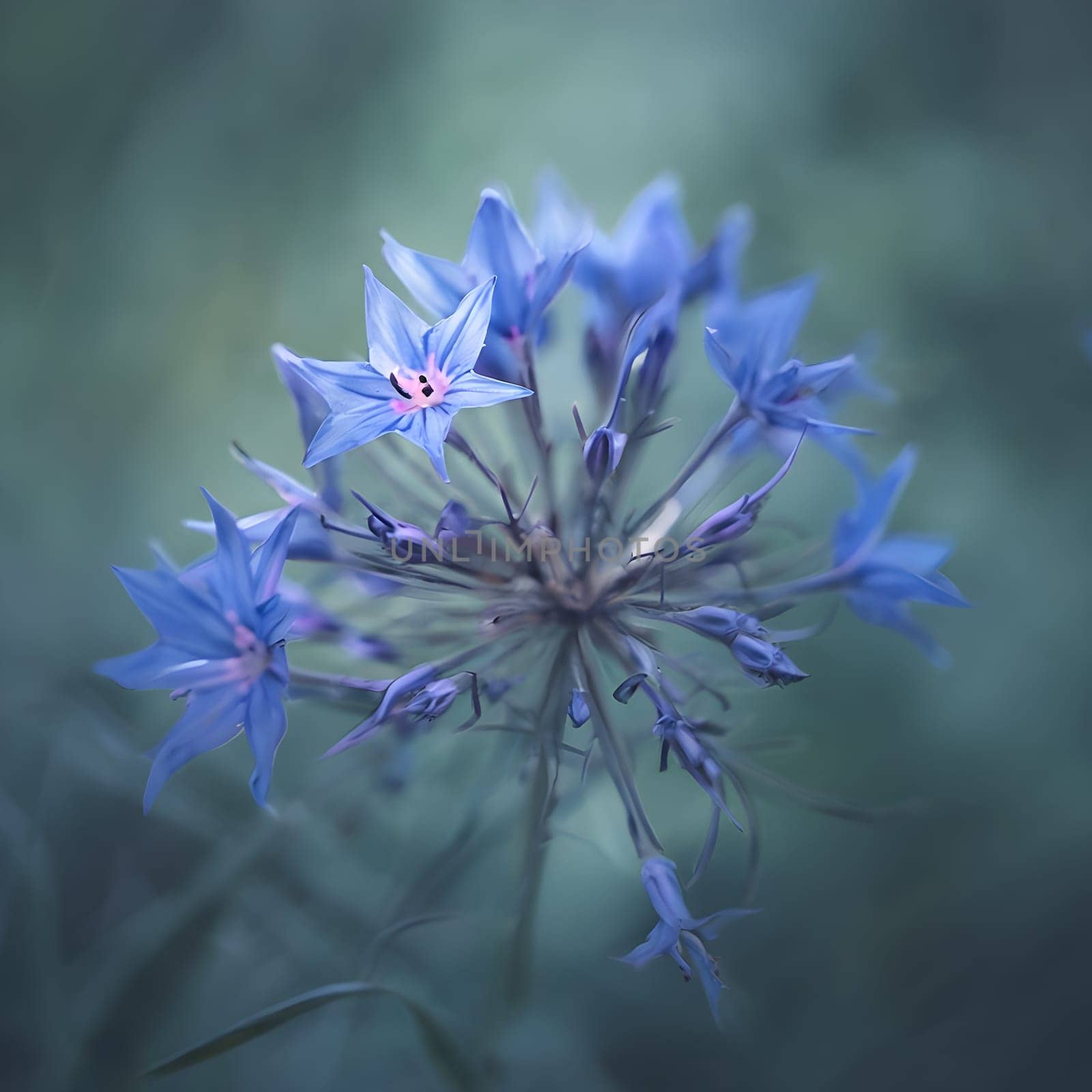 Radiant Blue Starflower: Close-Up of Delicate Star-Shaped Petals