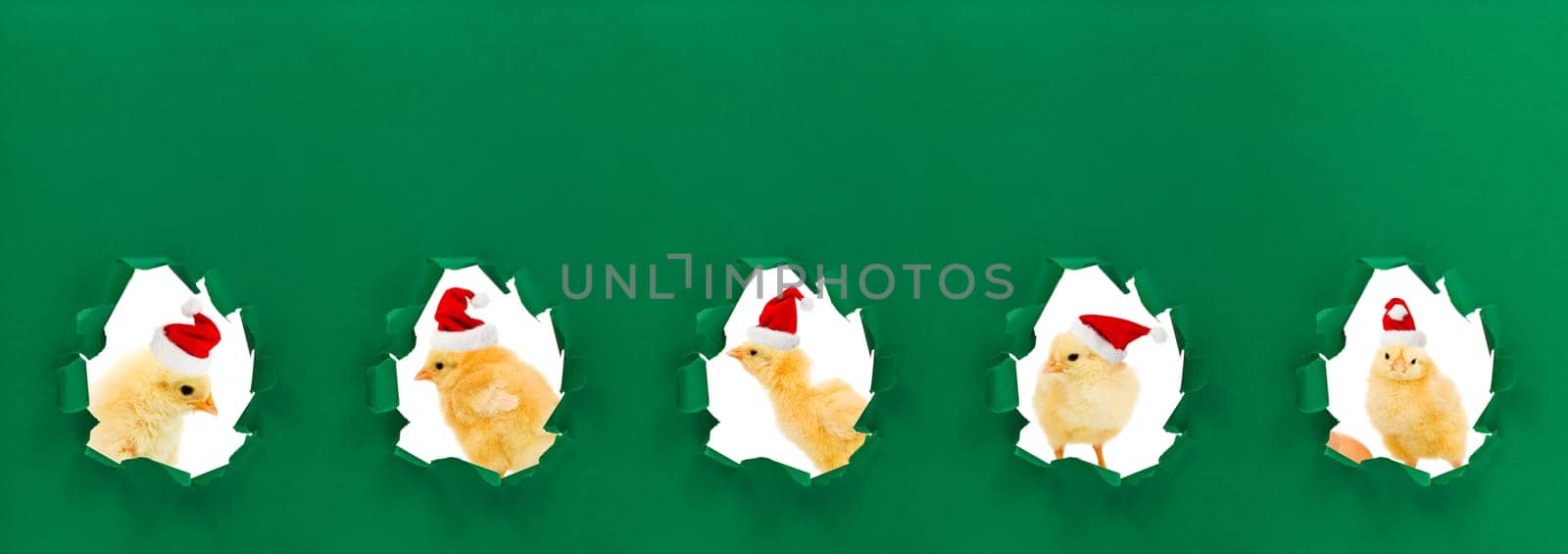 Christmas chicken portraits with green holes as frames - funny holydays theme with copy space