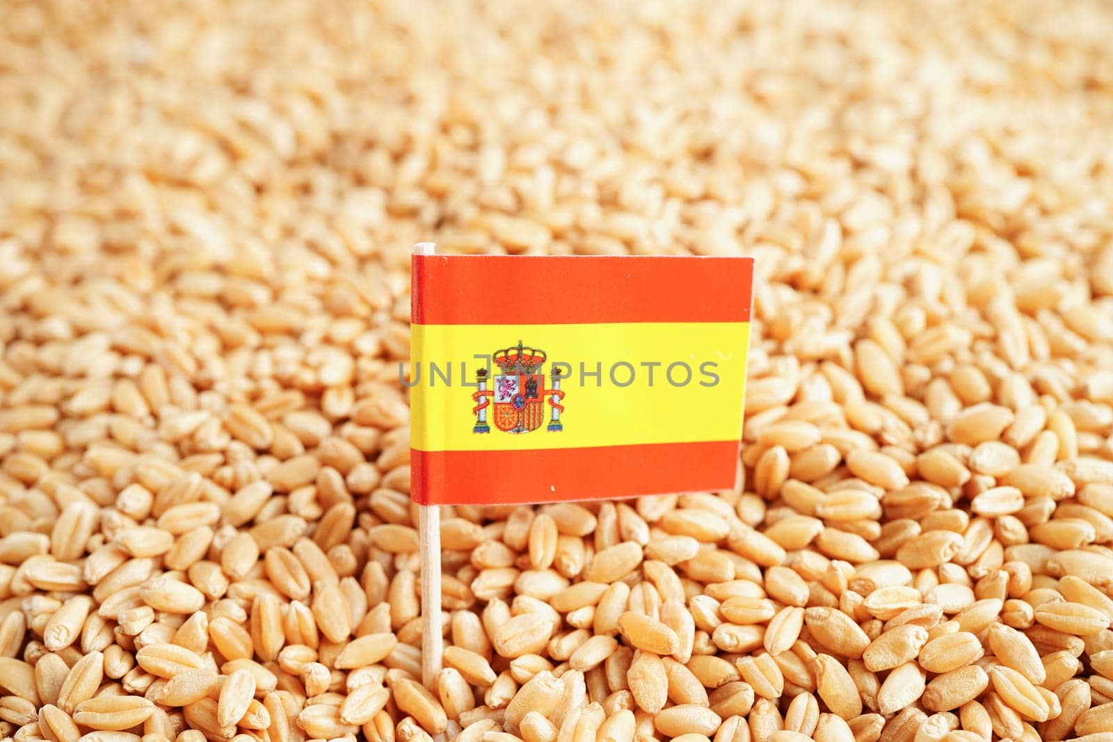 Spain flag on grain wheat, trade export and economy concept.