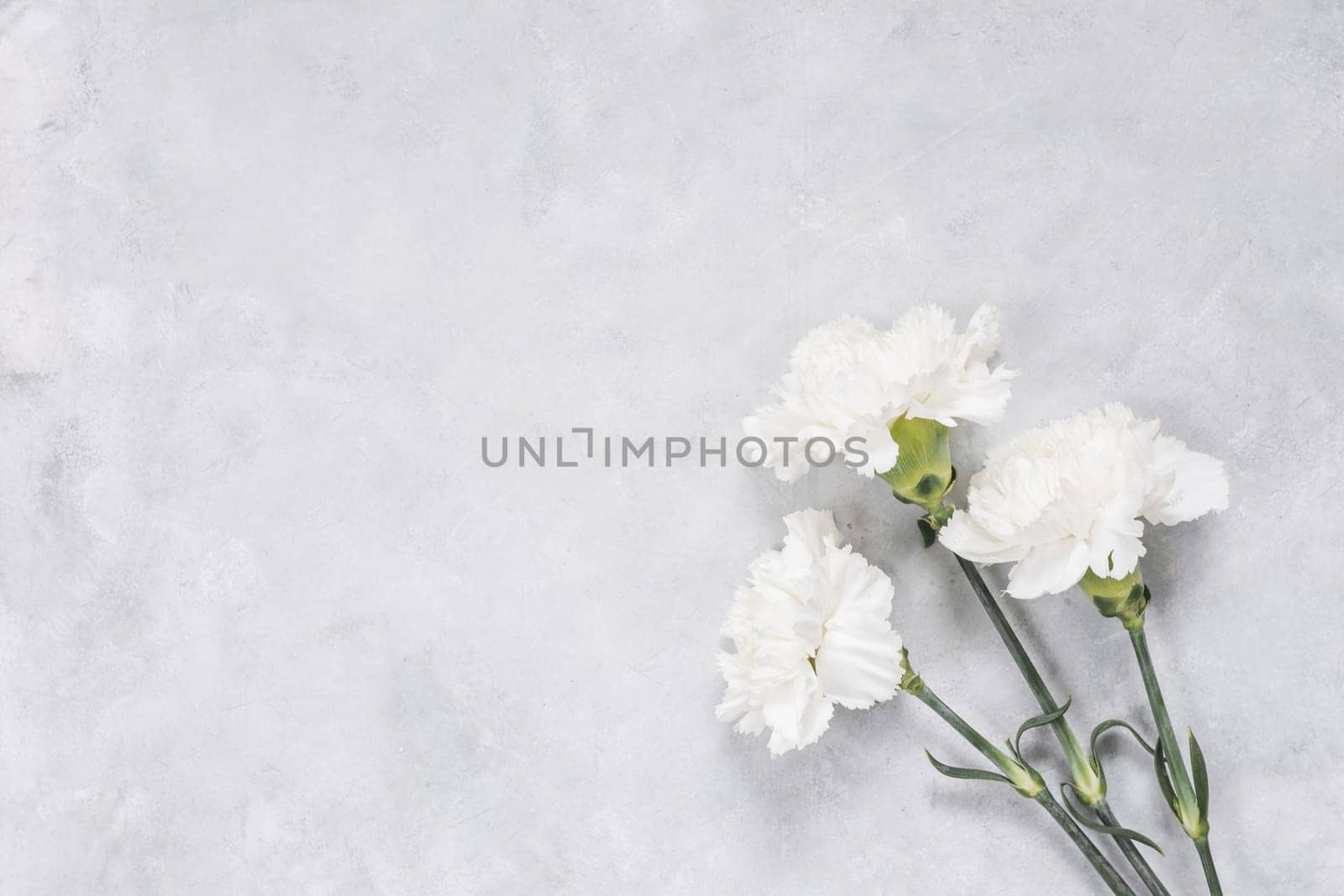 white carnation flowers table. Resolution and high quality beautiful photo