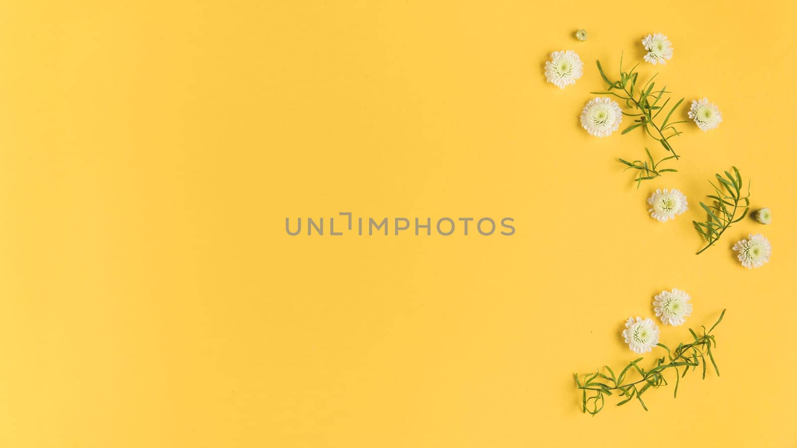 white chrysanthemum flowers leaves yellow card. Resolution and high quality beautiful photo