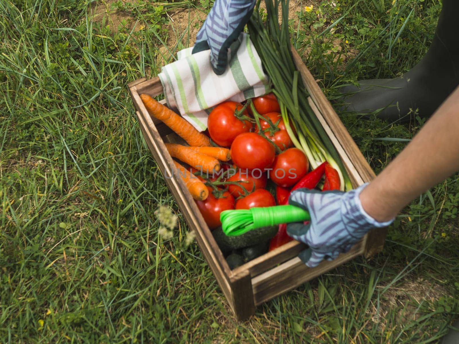 woman hands holding crate with fresh organic vegetable. Resolution and high quality beautiful photo