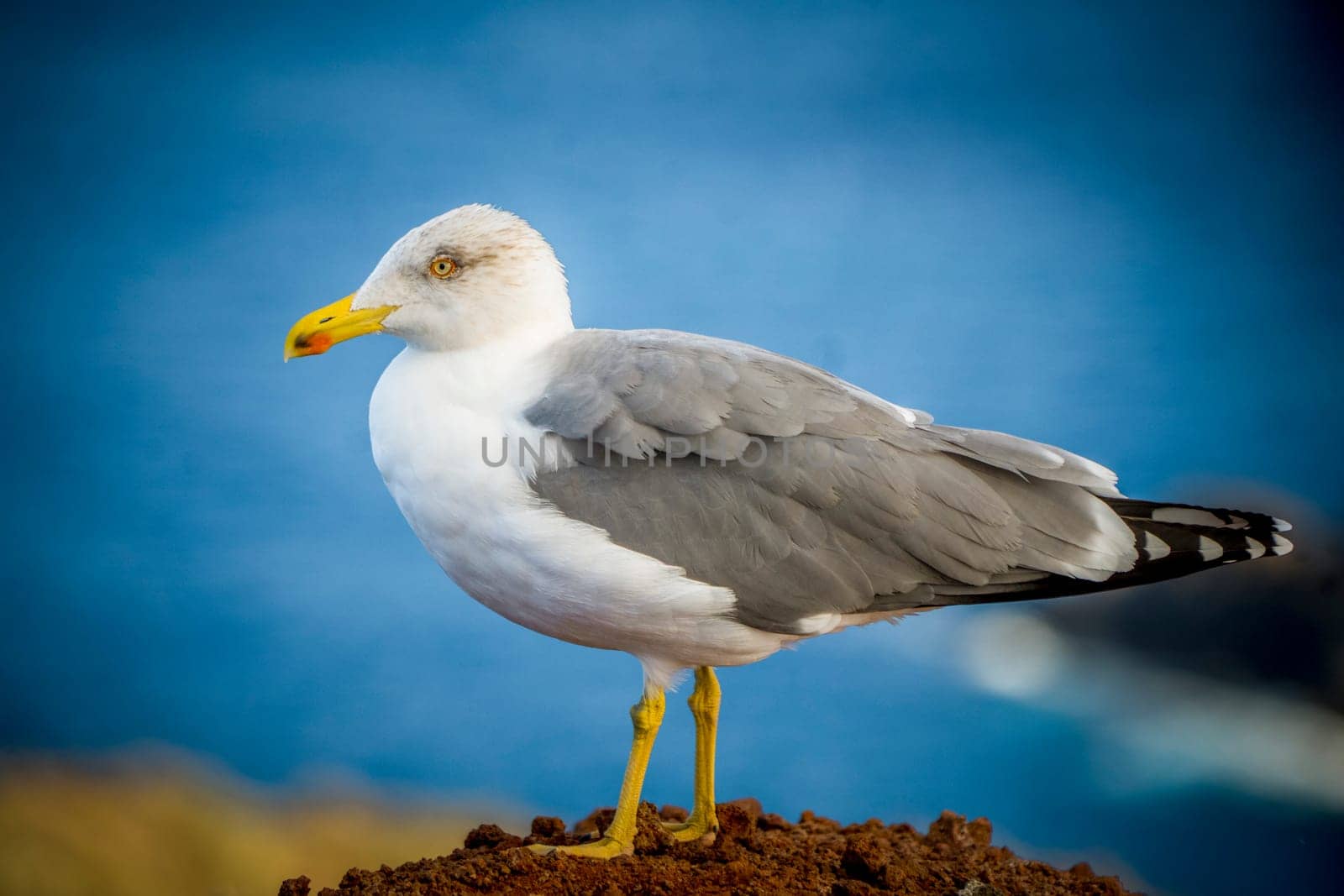 Closeup shot of Yellow-legged Gull, Larus michahellis, common in coastal Europe.