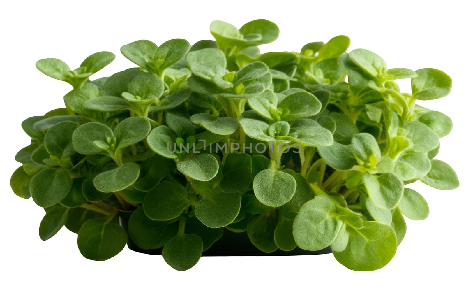 Close up of fresh oregano leaves, perfect for seasoning dishes and enhancing flavors. Isolated on white background.