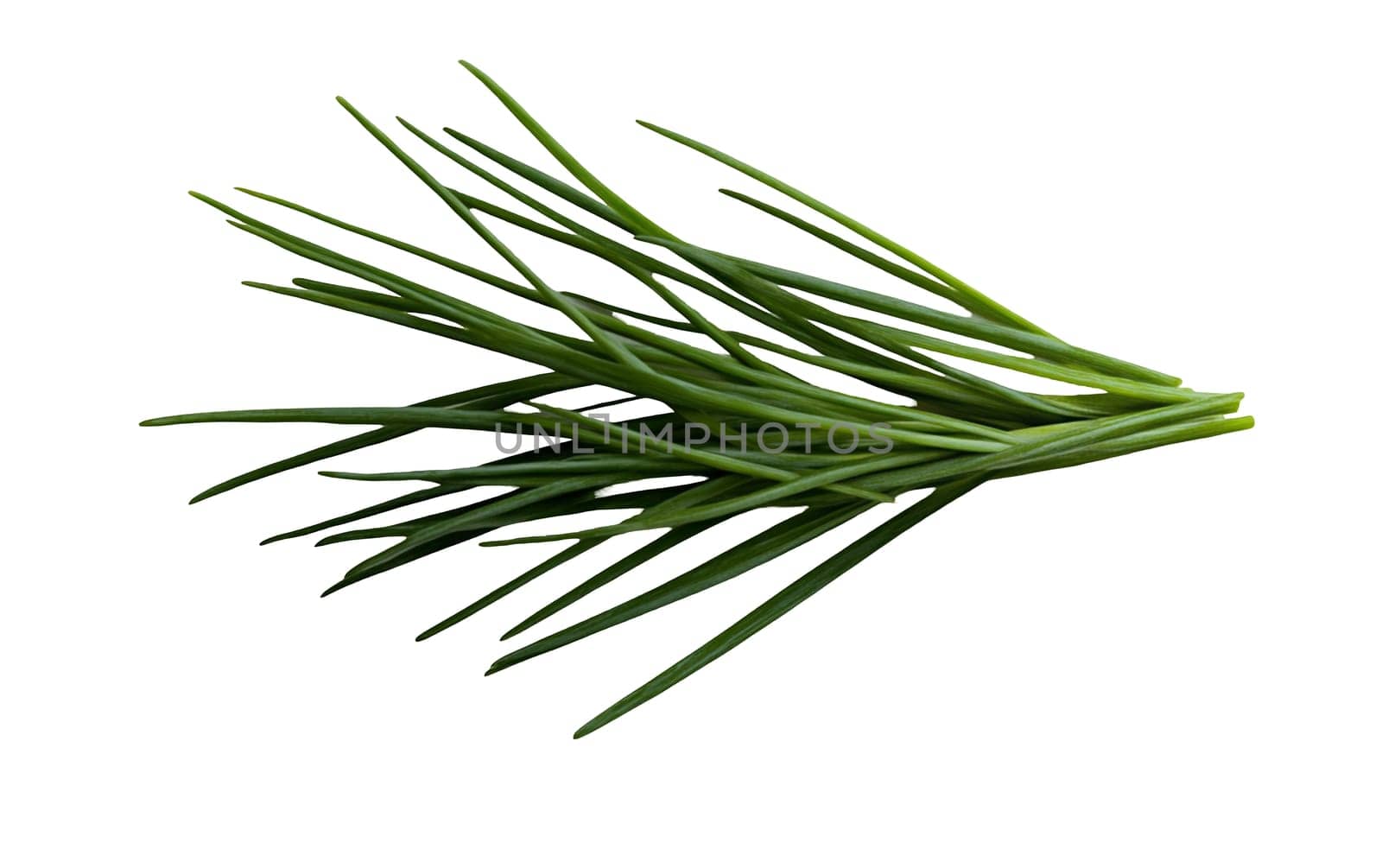 A bunch of fresh chives displayed on a white background, highlighting their vibrant green color and texture. Isolated on white background.