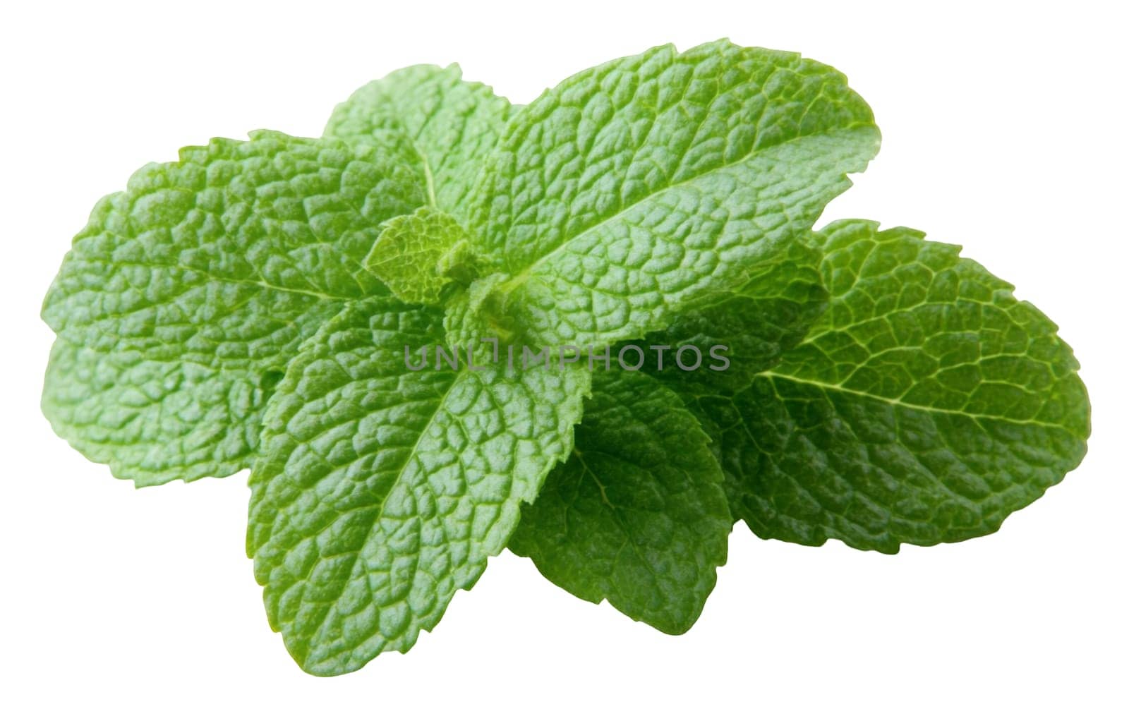 A close up of fresh mint leaves, showcasing their vibrant green color and aromatic appeal. Isolated on white background.