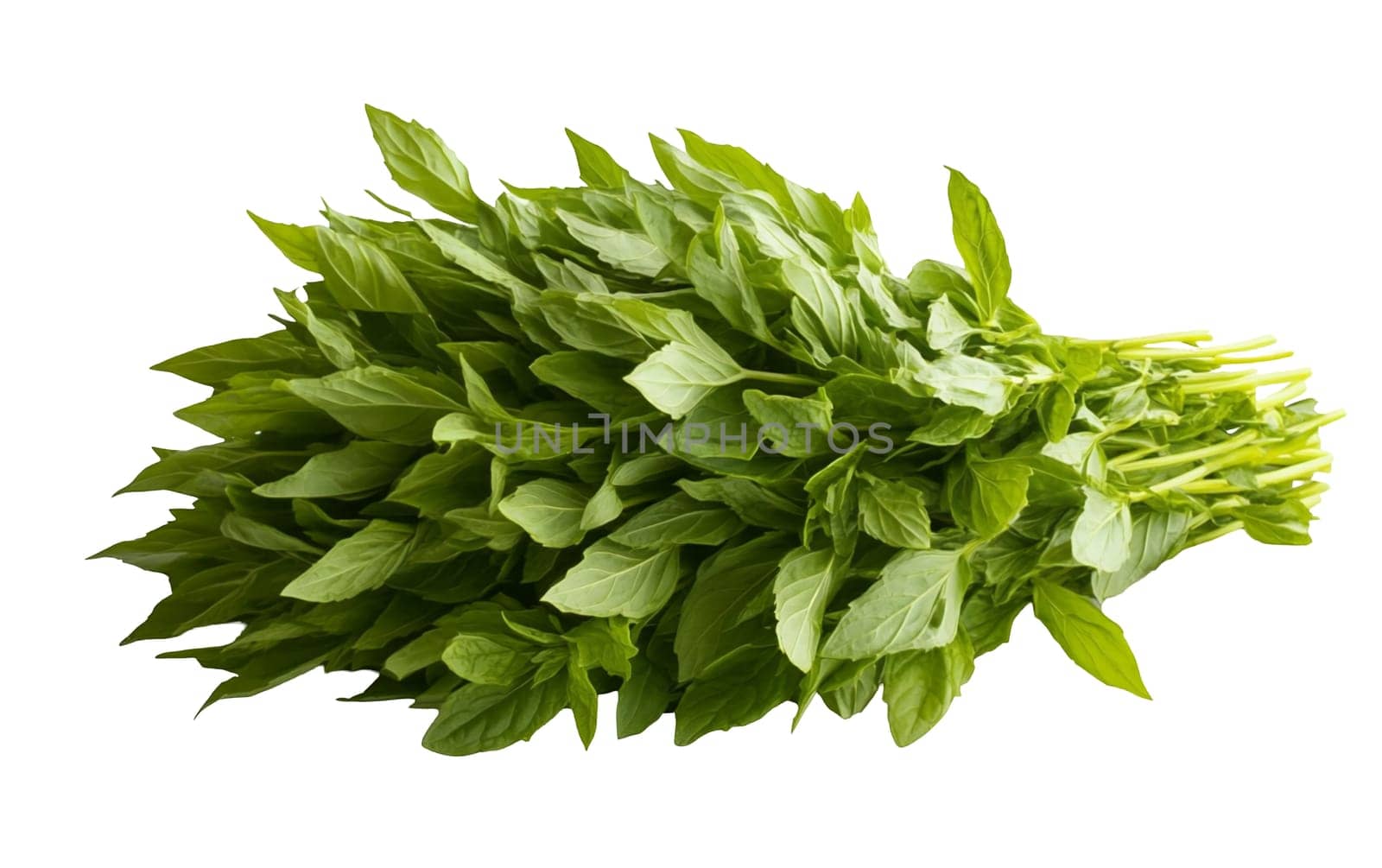 A lush bunch of fresh basil leaves, ideal for adding flavor to dishes and enhancing culinary creations. Isolated on white background.