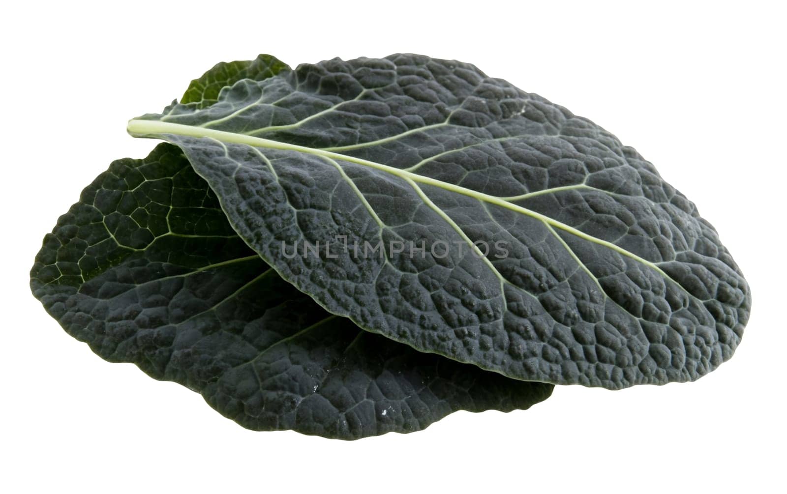 Close up of dark green kale leaves, highlighting their textured surface and nutritional value. Isolated on white background.