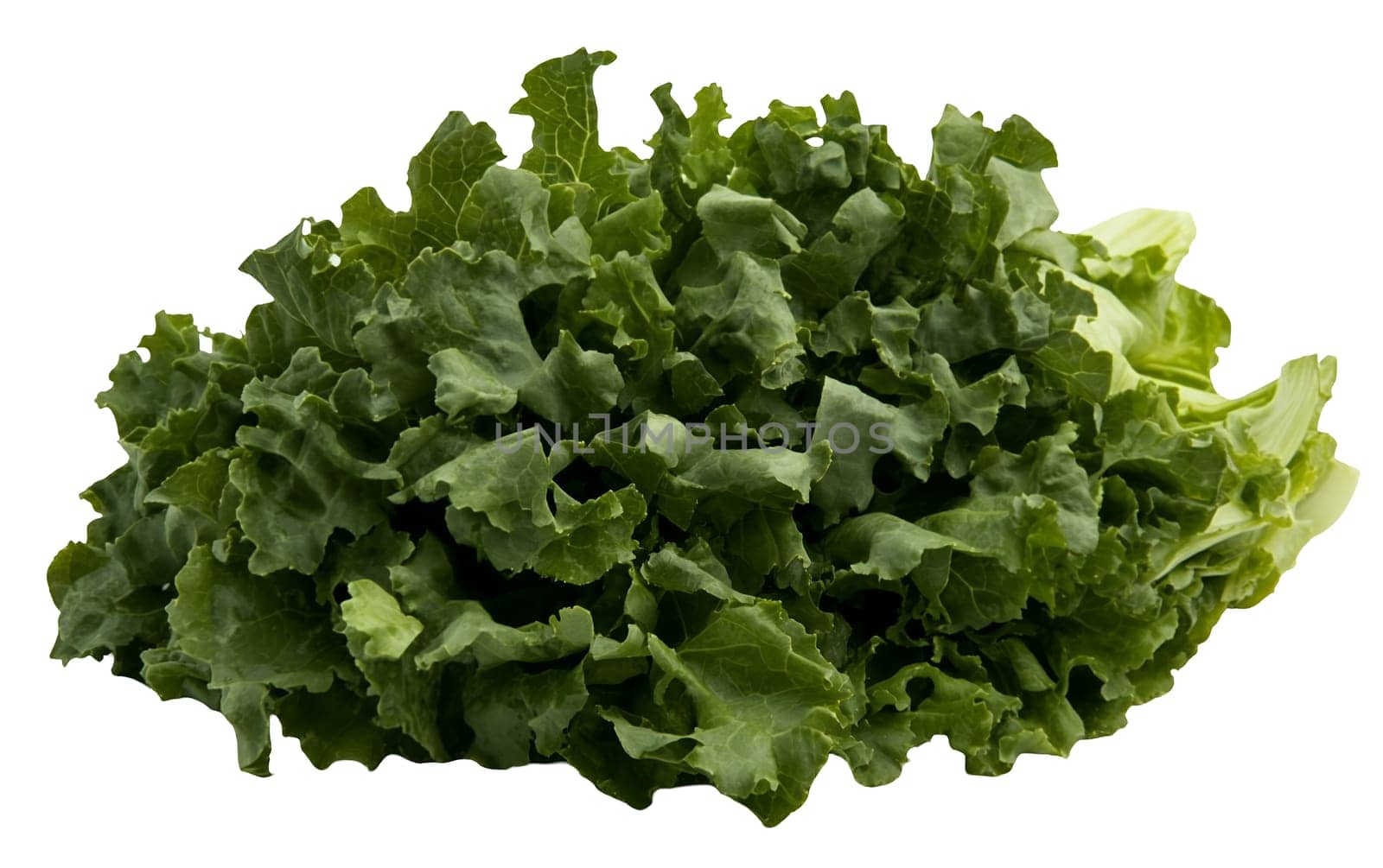 A pile of crisp curly kale leaves, showcasing their rich green color and health benefits. Isolated on white background.