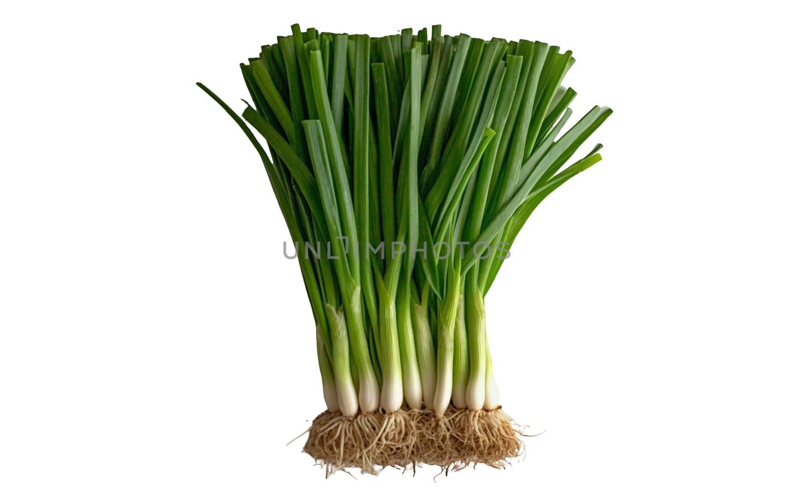 A vibrant bunch of fresh green onions with roots, ideal for salads and garnishing. Isolated on white background.
