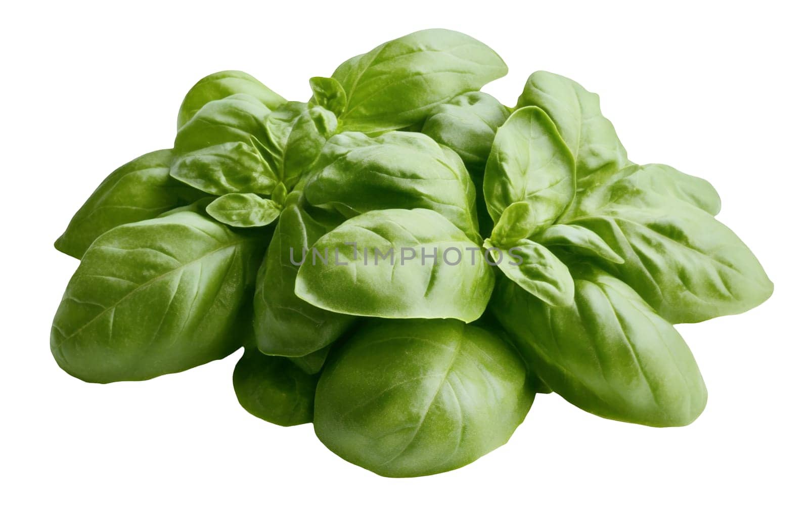 A cluster of fresh basil leaves on a white background, emphasizing their lush green color and aromatic quality with copy space. Isolated on white background.