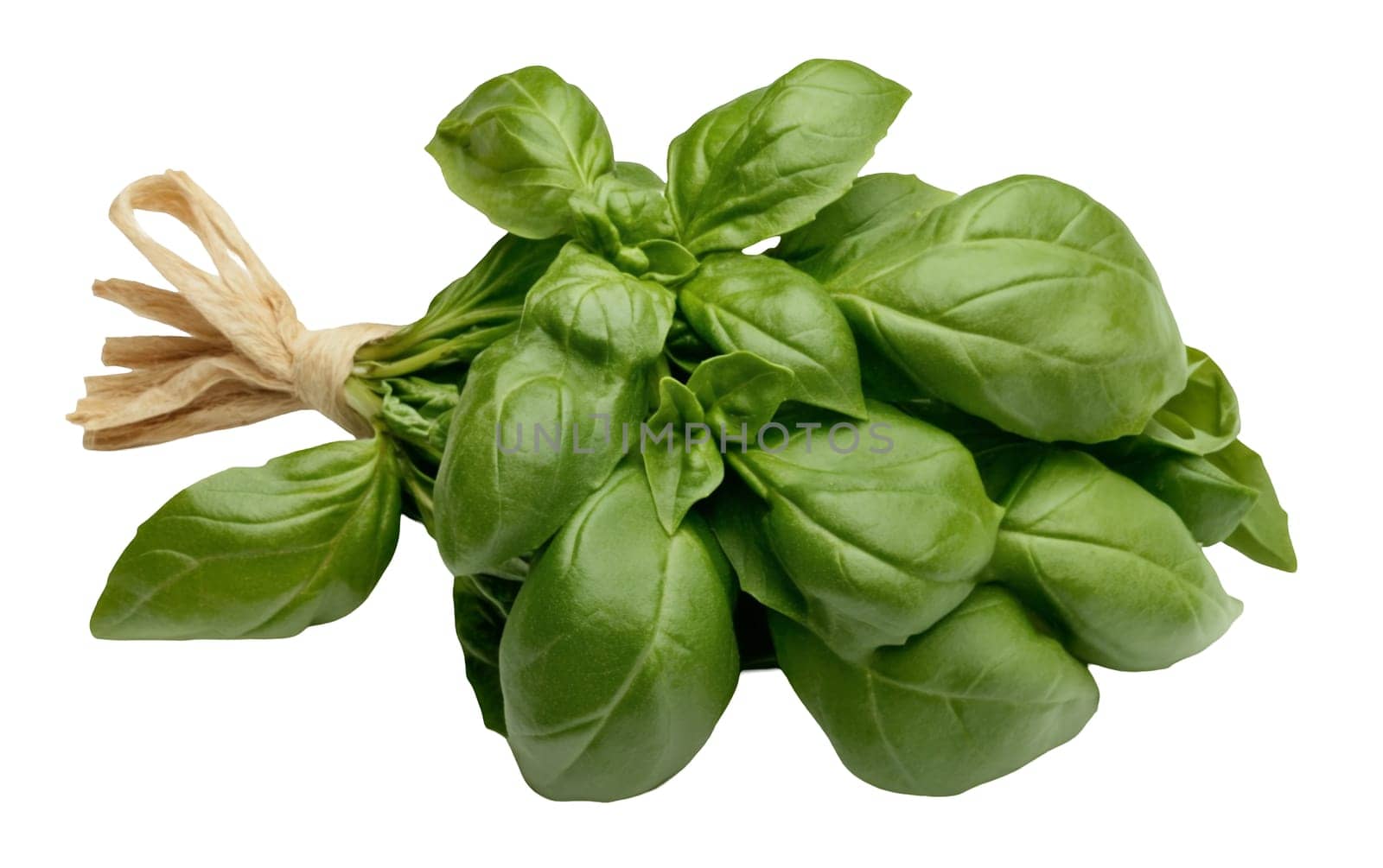 A bundle of basil leaves tied with twine on a white background, perfect for culinary visuals emphasizing freshness and copy space. Isolated on white background.