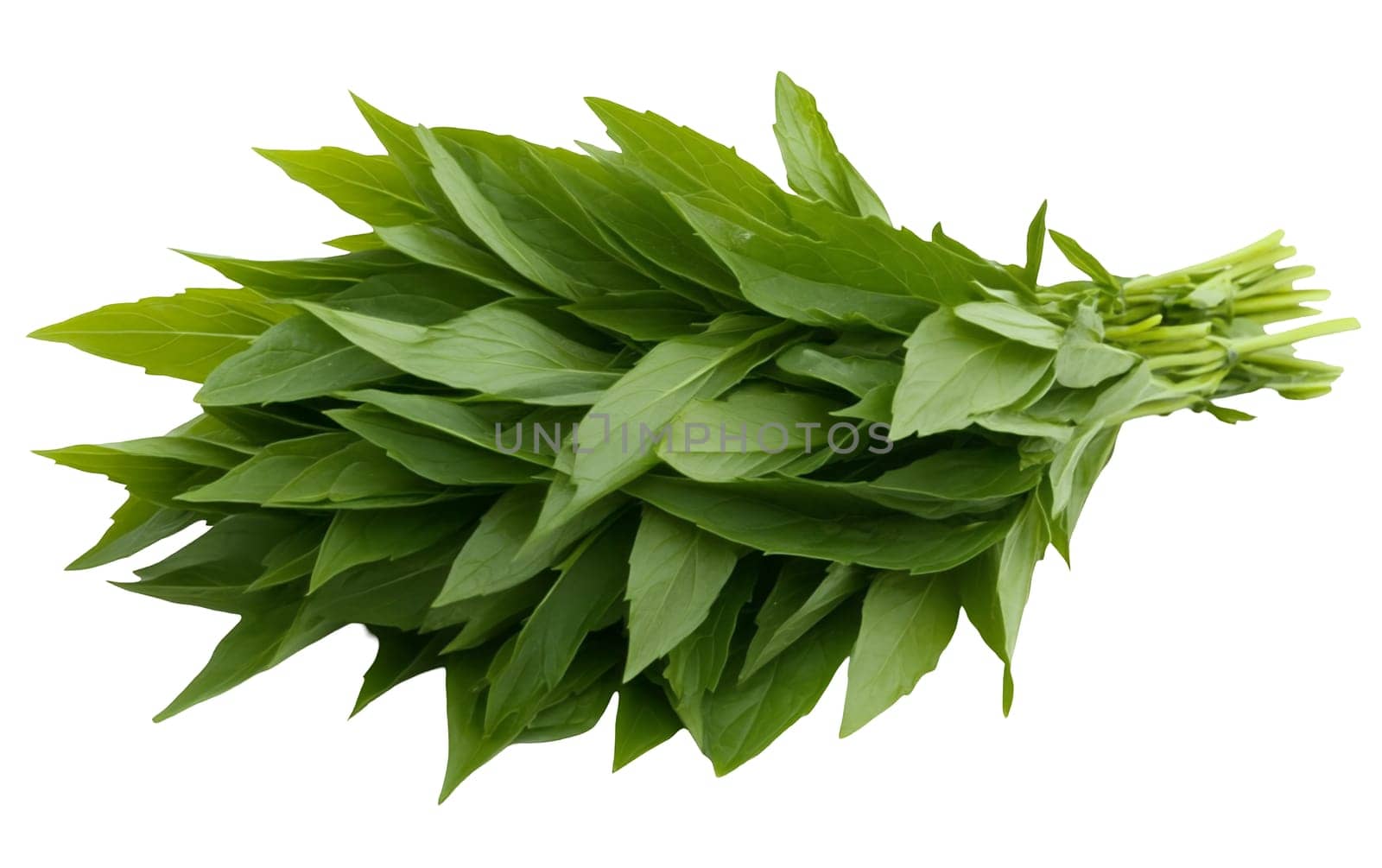 A bunch of fresh lemon basil leaves, ideal for enhancing dishes with their citrusy aroma and flavor. Isolated on white background.