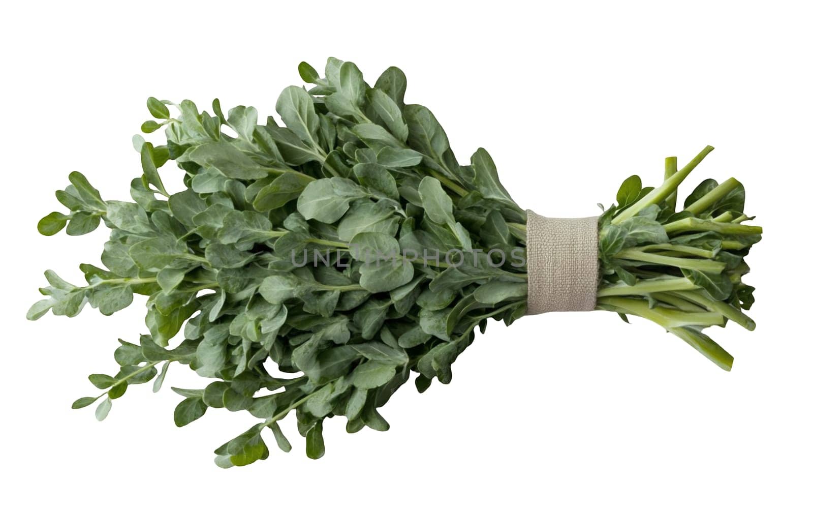 A bundle of fresh watercress tied with a natural fiber wrap, perfect for salads and garnishes. Isolated on white background.