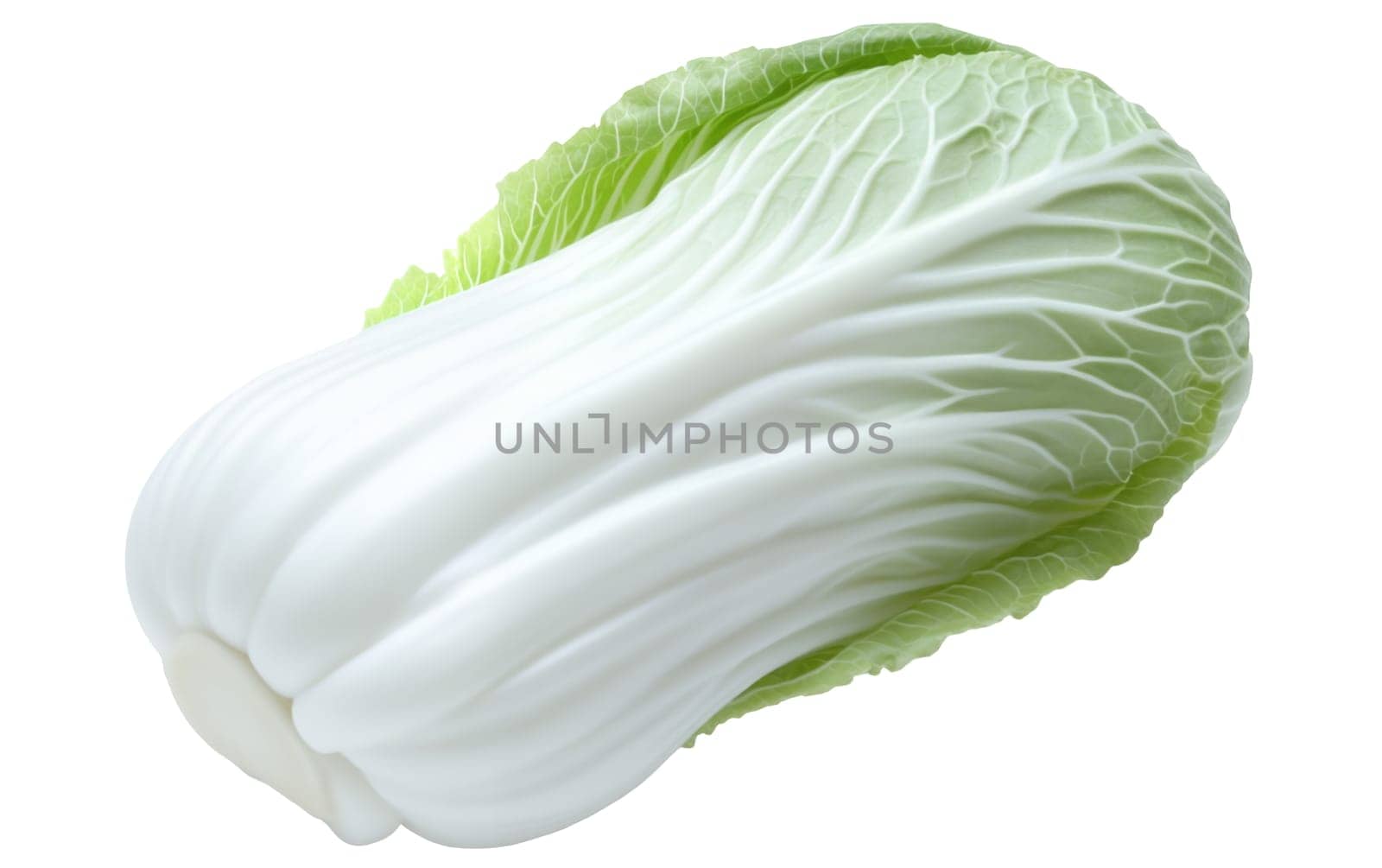 Close up of napa cabbage with tender white ribs and crisp green leaves, ideal for Asian cuisine. Isolated on white background.