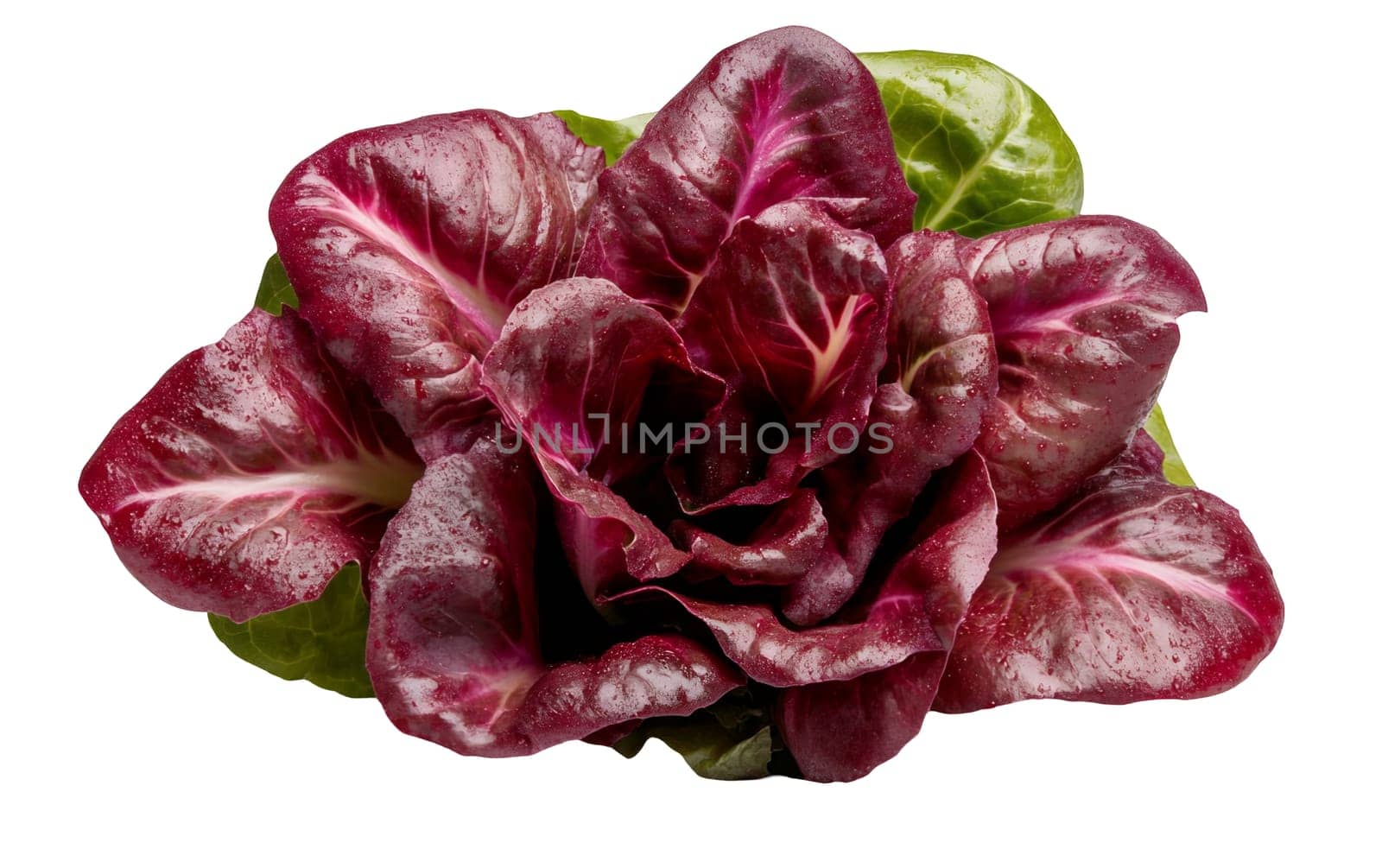 A cluster of red radicchio leaves with a glossy finish, adding a burst of color to any salad. Isolated on white background.