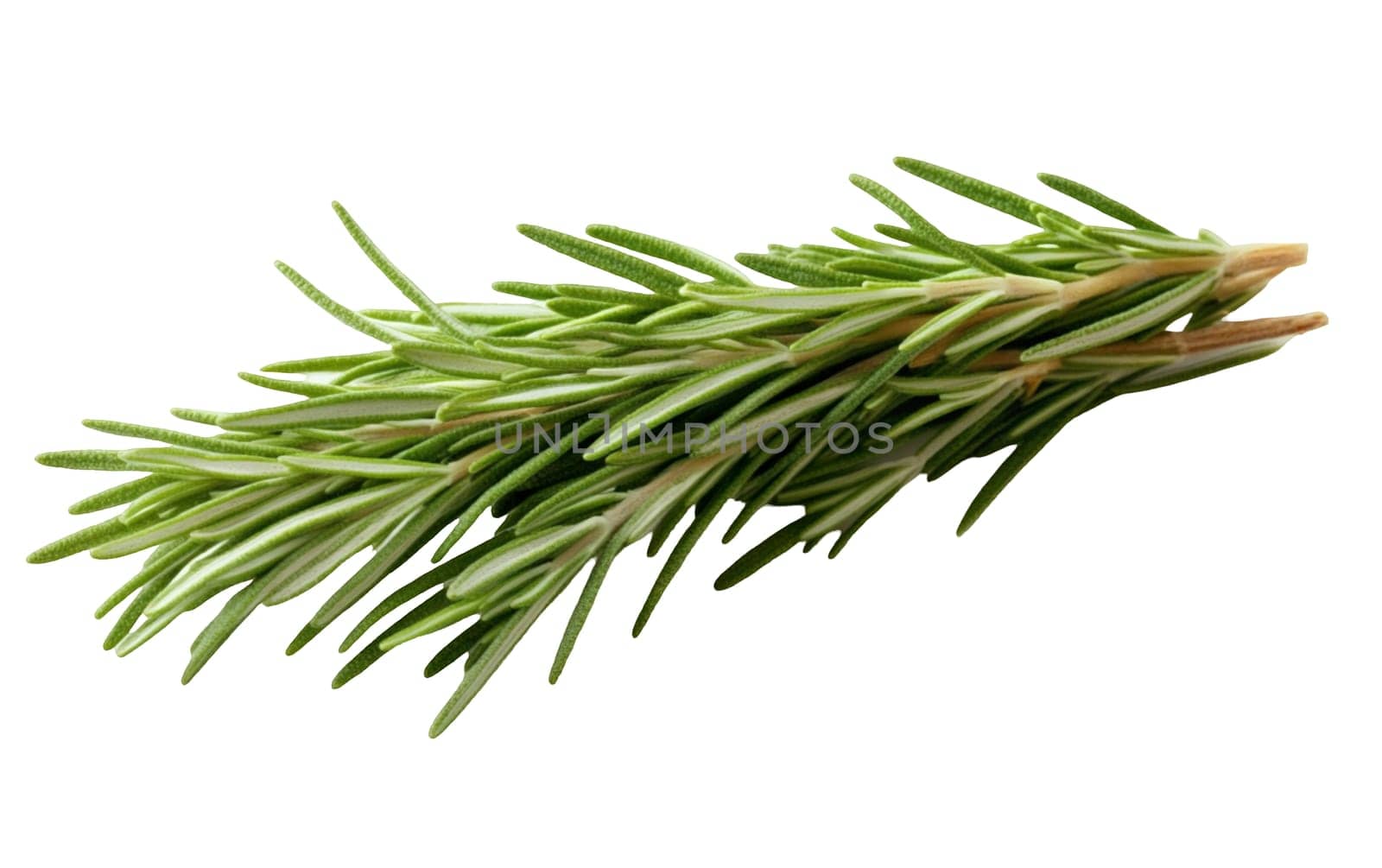 A fresh bundle of rosemary sprigs, ideal for infusing dishes with its strong, aromatic flavor. Isolated on white background.