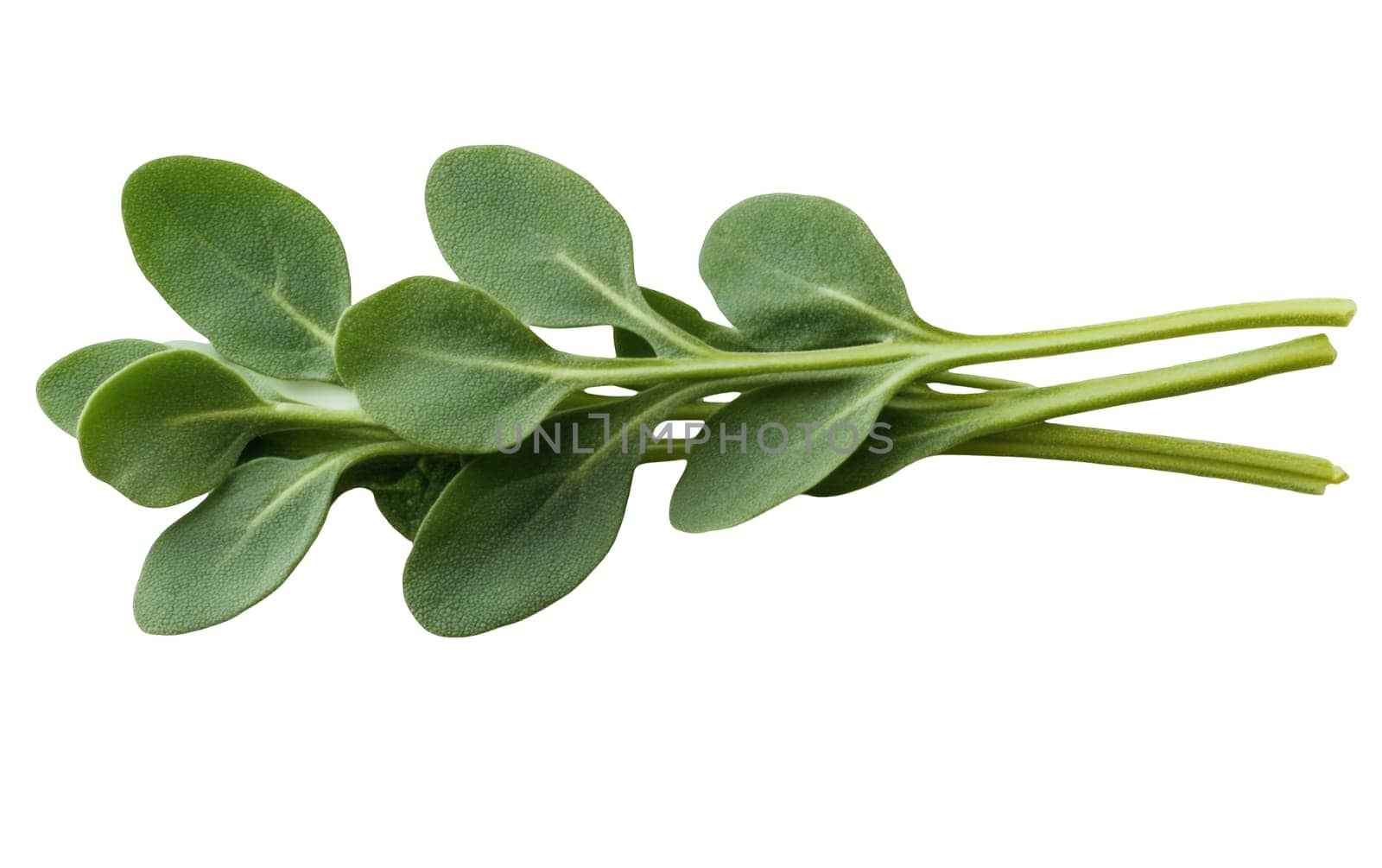 A sprig of sage leaves on a white background, showcasing their textured surface and fresh green color with copy space. Isolated on white background.