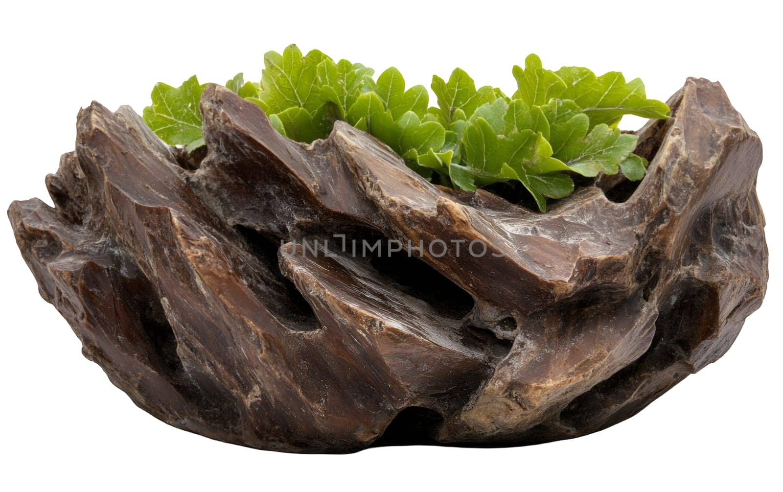 A vibrant bonsai tree planted in a unique, textured pot, showcasing natural beauty and intricate design. Isolated on white background.