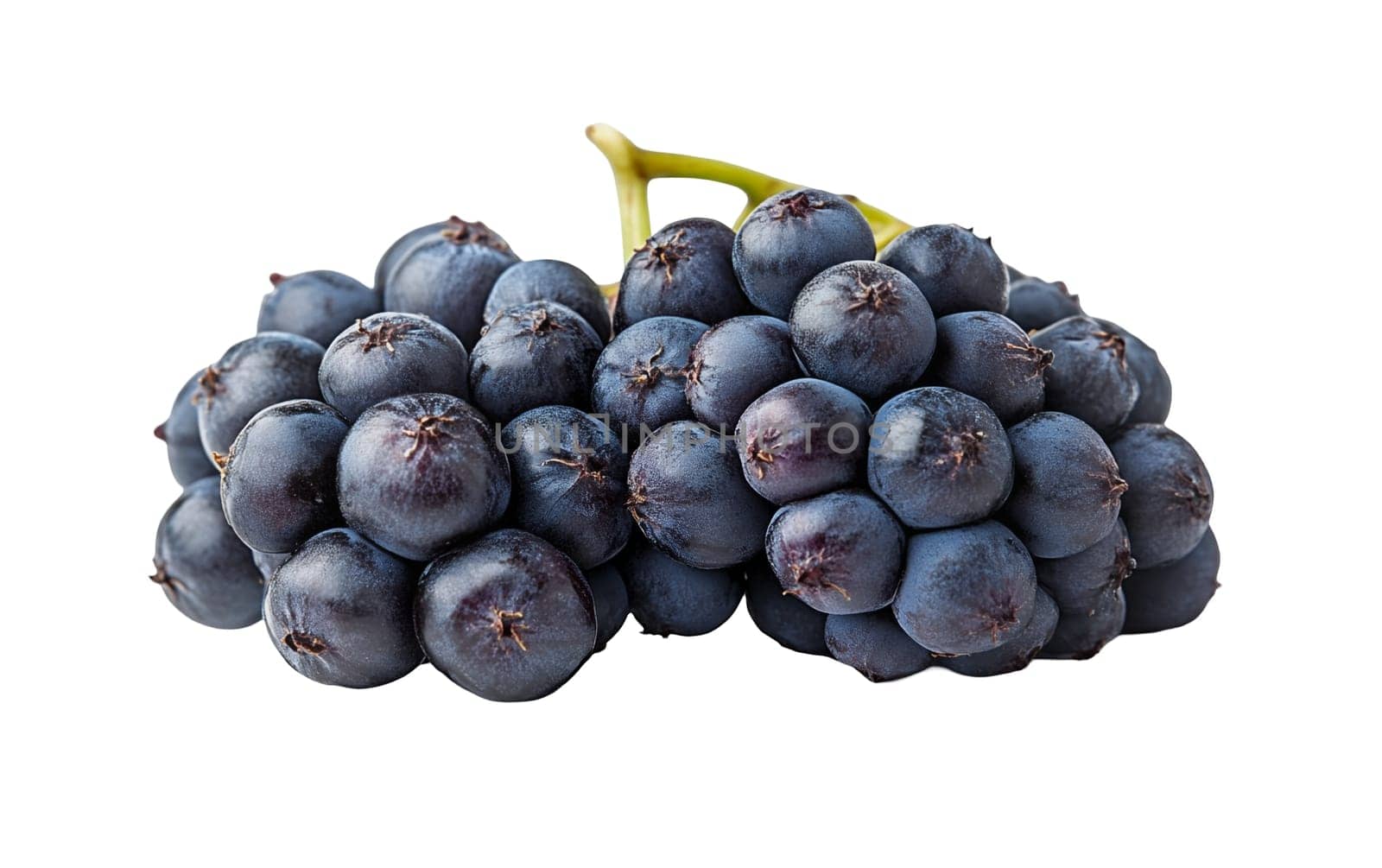 A cluster of blue grapes, showcasing their rich color and juicy texture, ideal for winemaking. Isolated on white background.
