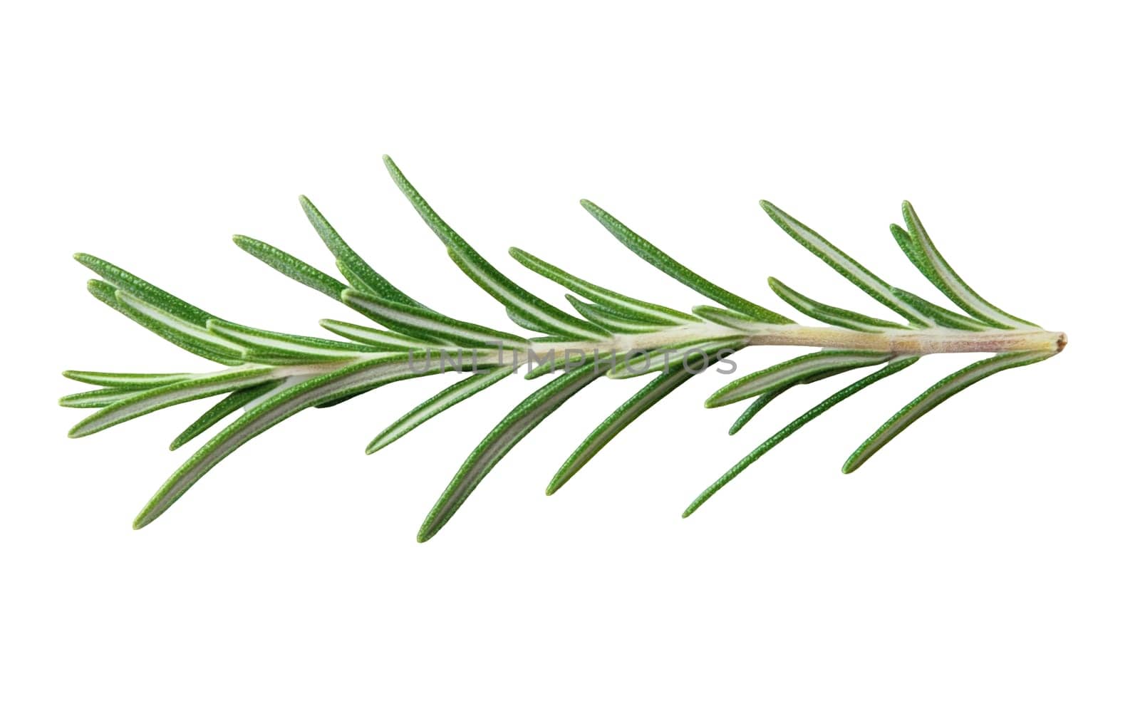 Close up of a rosemary sprig displaying its vibrant green needle like leaves, perfect for adding flavor to dishes. Isolated on white background.