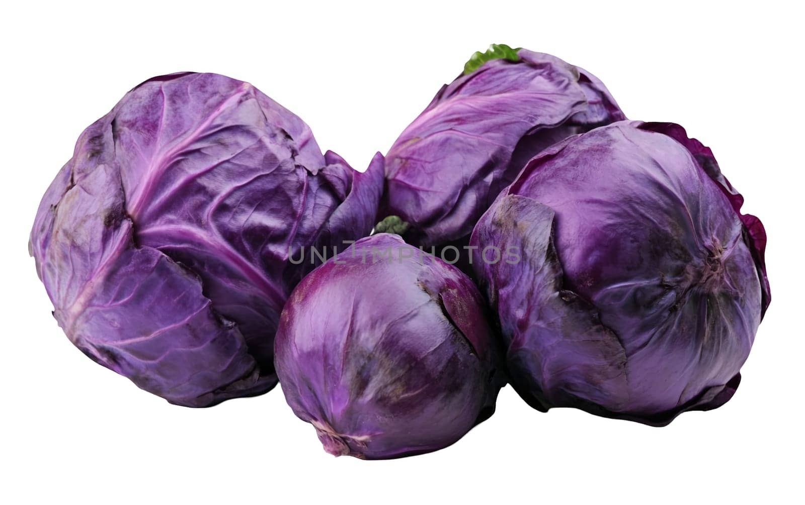 A collection of purple cabbages displaying various sizes and shades, highlighting their natural beauty. Isolated on white background.