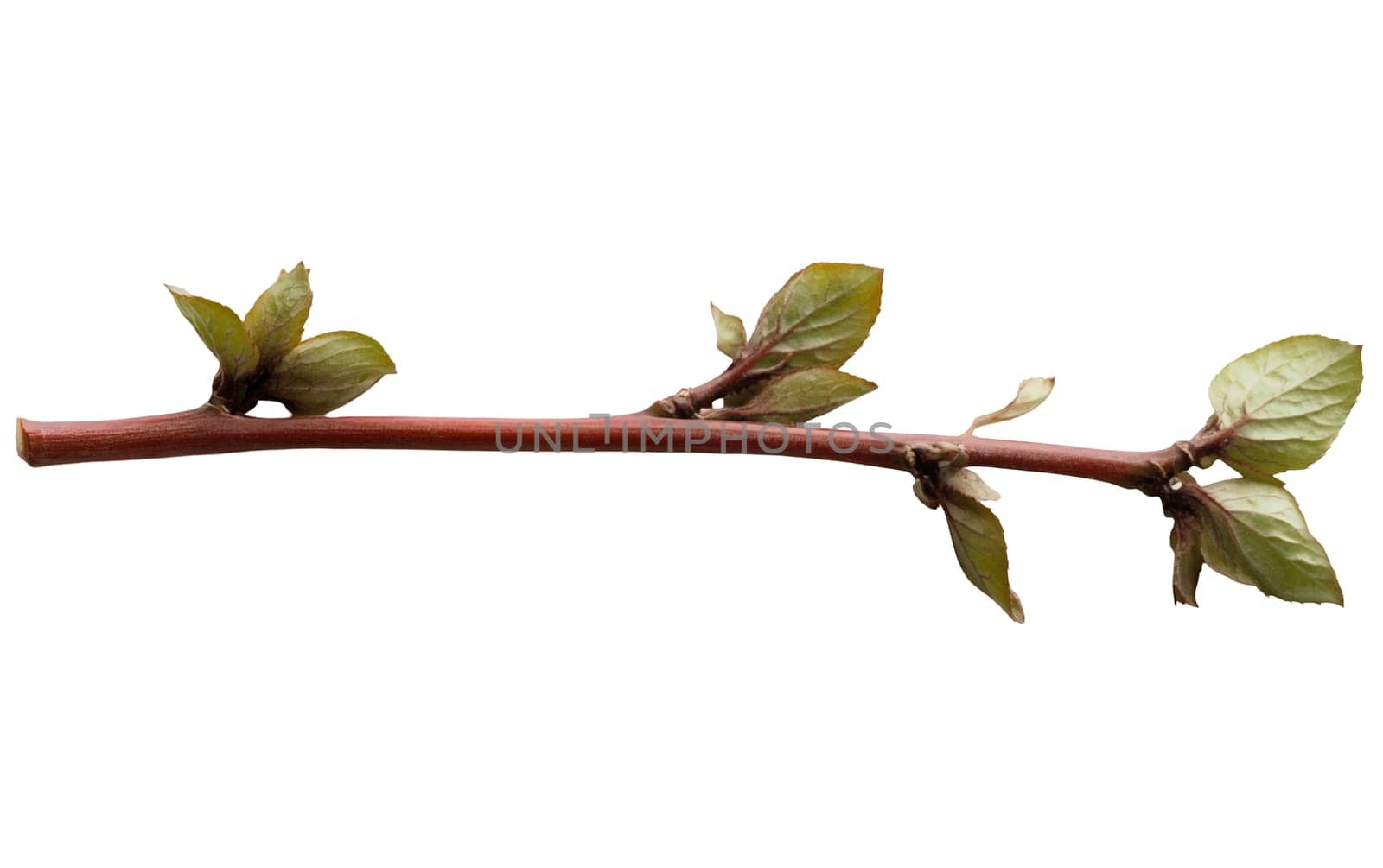 Simple brown twig adorned with green leaves, bringing a touch of nature indoors. Isolated on white background.