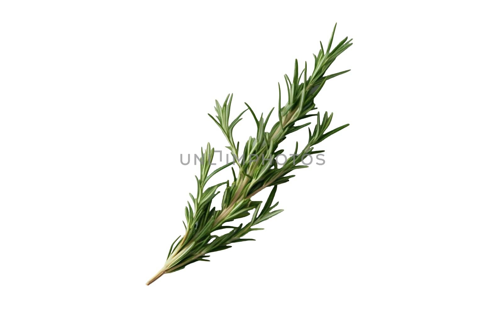 A single rosemary sprig showcasing its needle like leaves, a staple in culinary dishes for its aromatic flavor. Isolated on white background.
