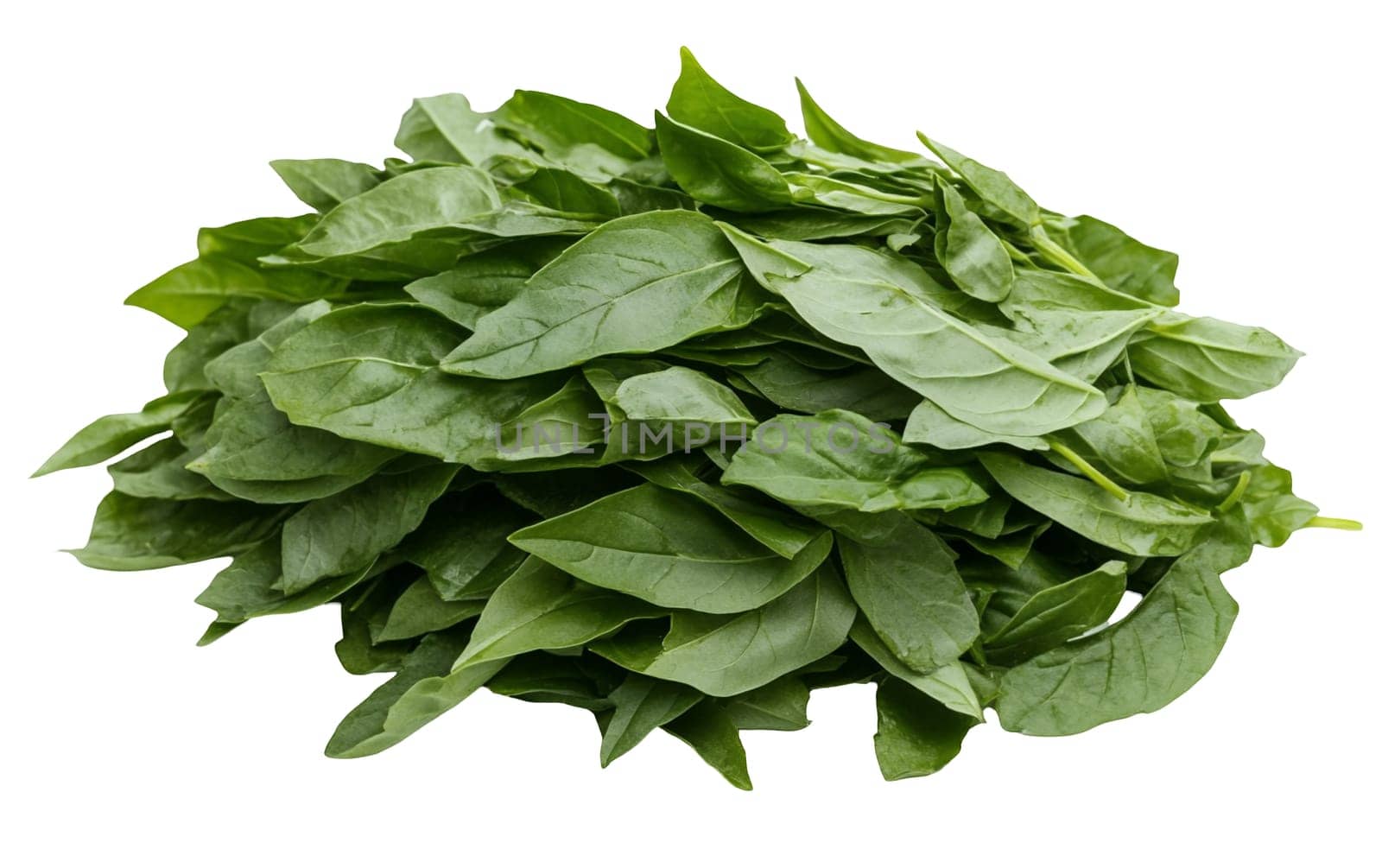 Bunch of fresh spinach leaves, rich in nutrients and perfect for salads and smoothies. Isolated on white background.