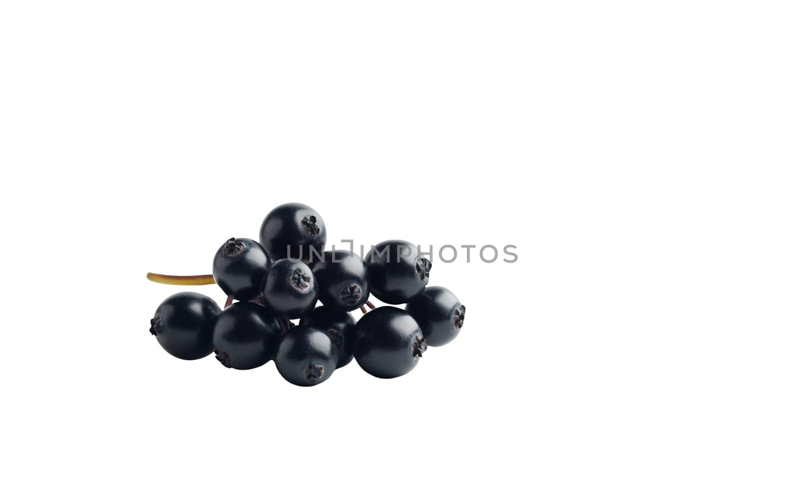 A cluster of ripe white elderberries against a dark background, ideal for health and wellness themes with copy space. Isolated on white background.