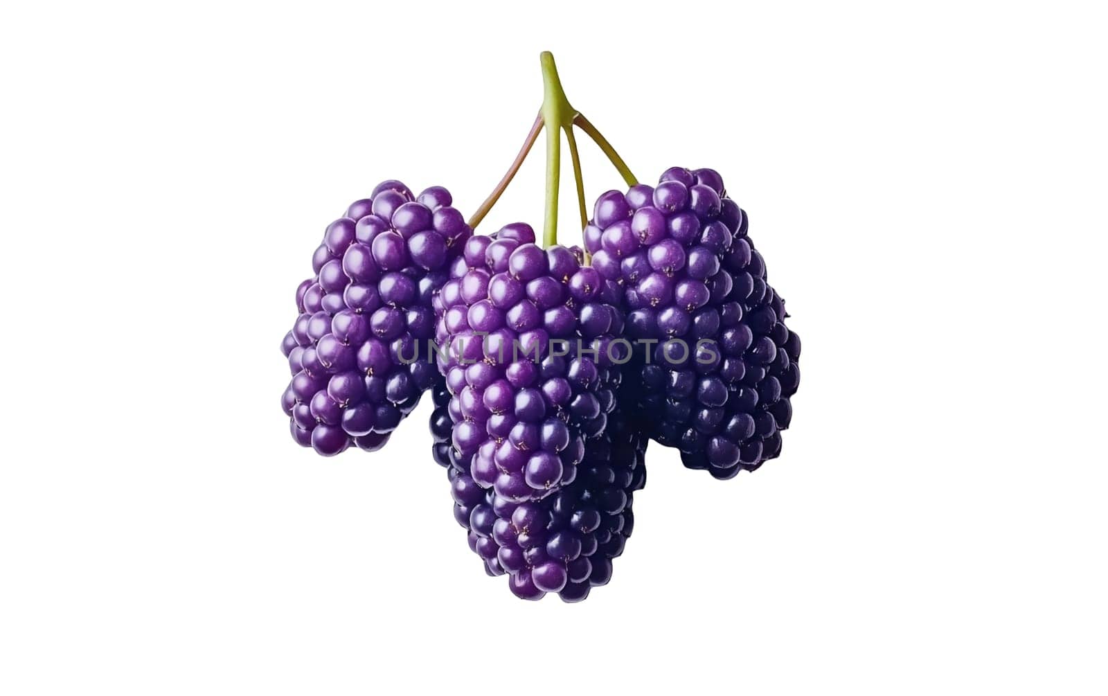 A vivid bunch of purple grapes showcased on a white background, perfect for wine and culinary concepts with copy space. Isolated on white background.