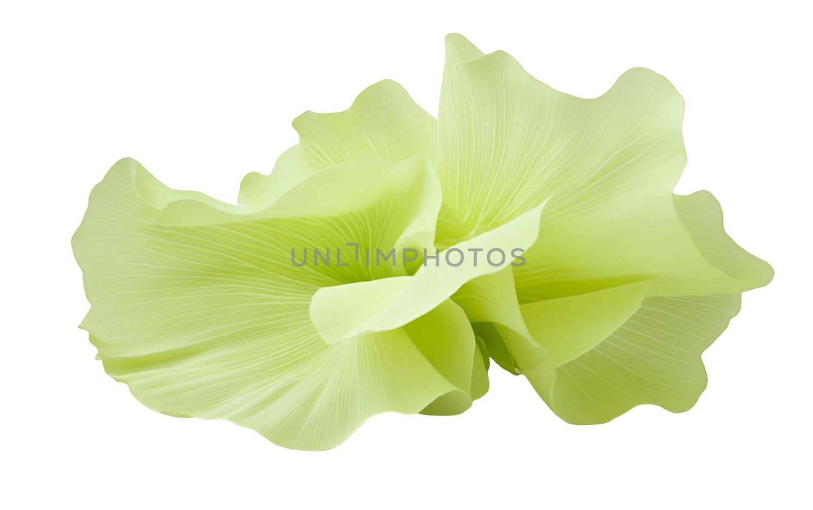 Delicate pale green floral petals arranged beautifully, showcasing their soft textures. Isolated on white background.