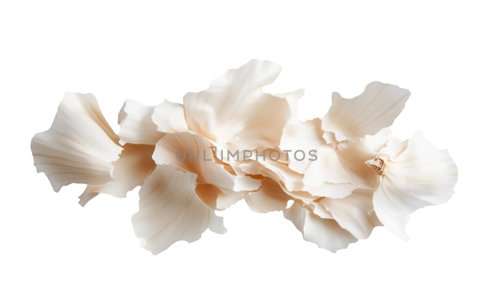 Intricate and delicate flower petals displayed against a white background, showcasing their natural beauty and texture. Isolated on white background.