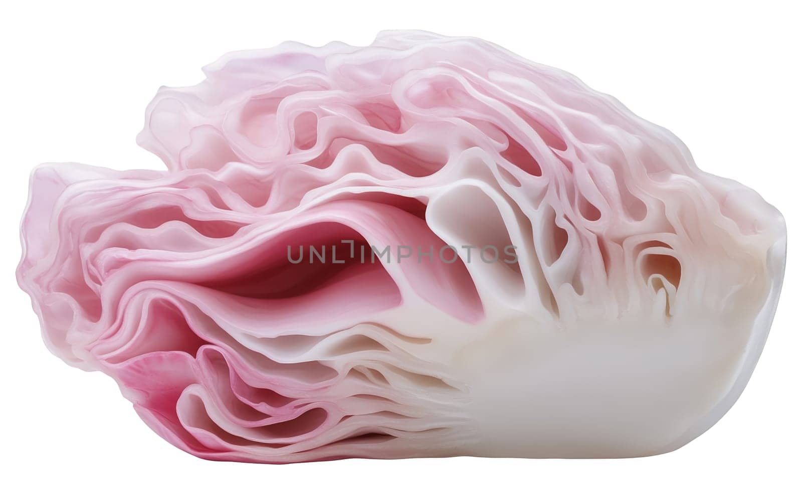 Delicate pink cabbage slices showcasing a beautiful, wavy texture, ideal for culinary decoration. Isolated on white background.