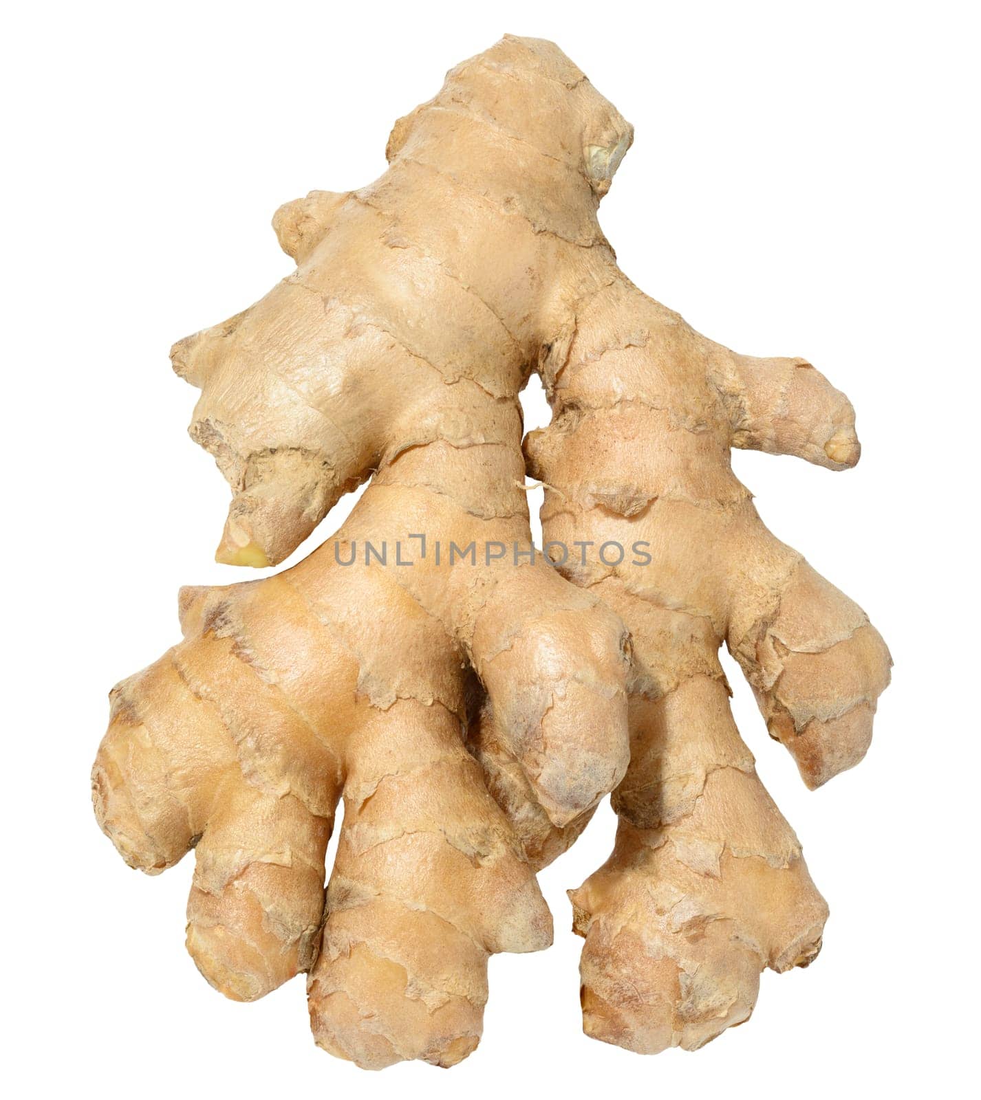 Ginger root on isolated background, close up