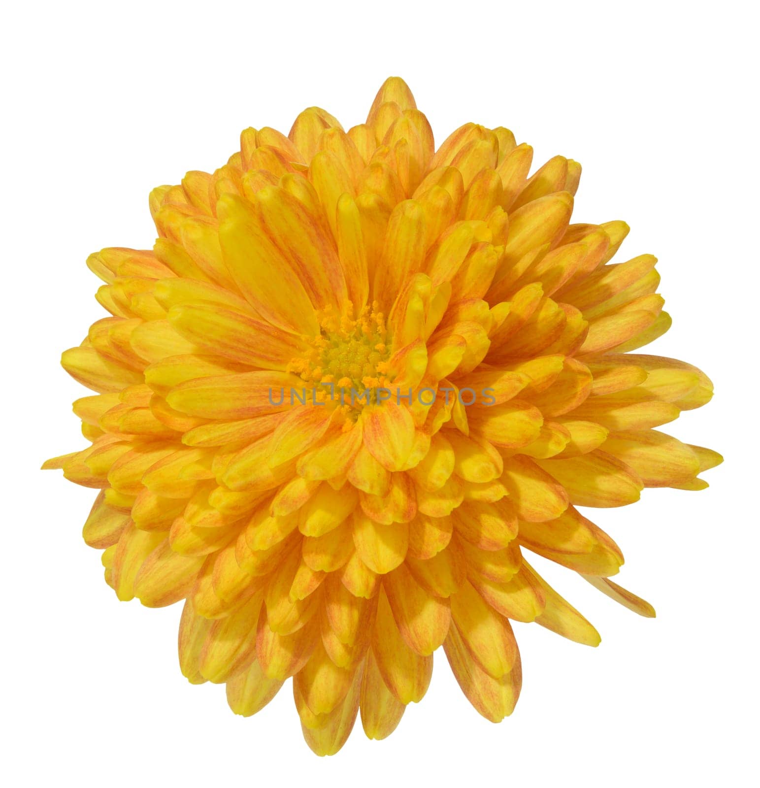 Yellow chrysanthemum bud on isolated background, top view