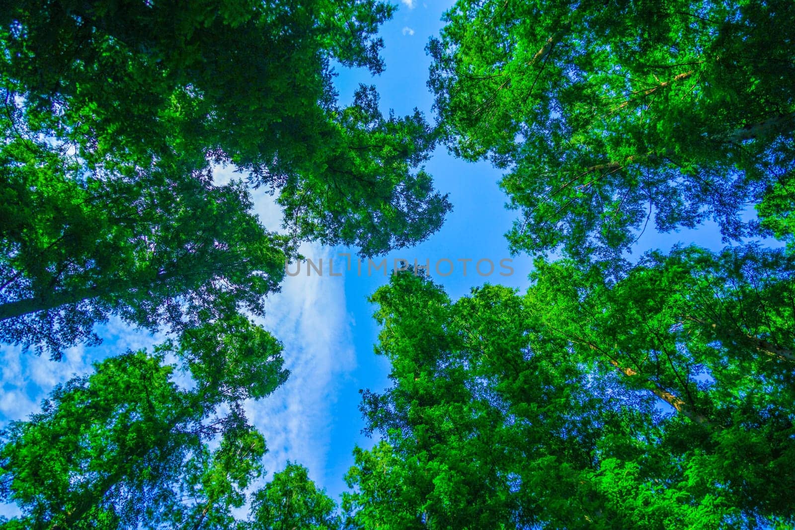 Metasekoya Forest (Mizumoto Park). Shooting Location: Katsushika-ku, Tokyo