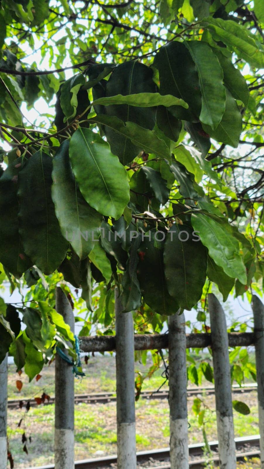 Lush green leaves create a canopy over a sturdy iron fence beside railroad tracks. The natural foliage contrasts with the industrial setting, evoking themes of nature meeting human infrastructure.