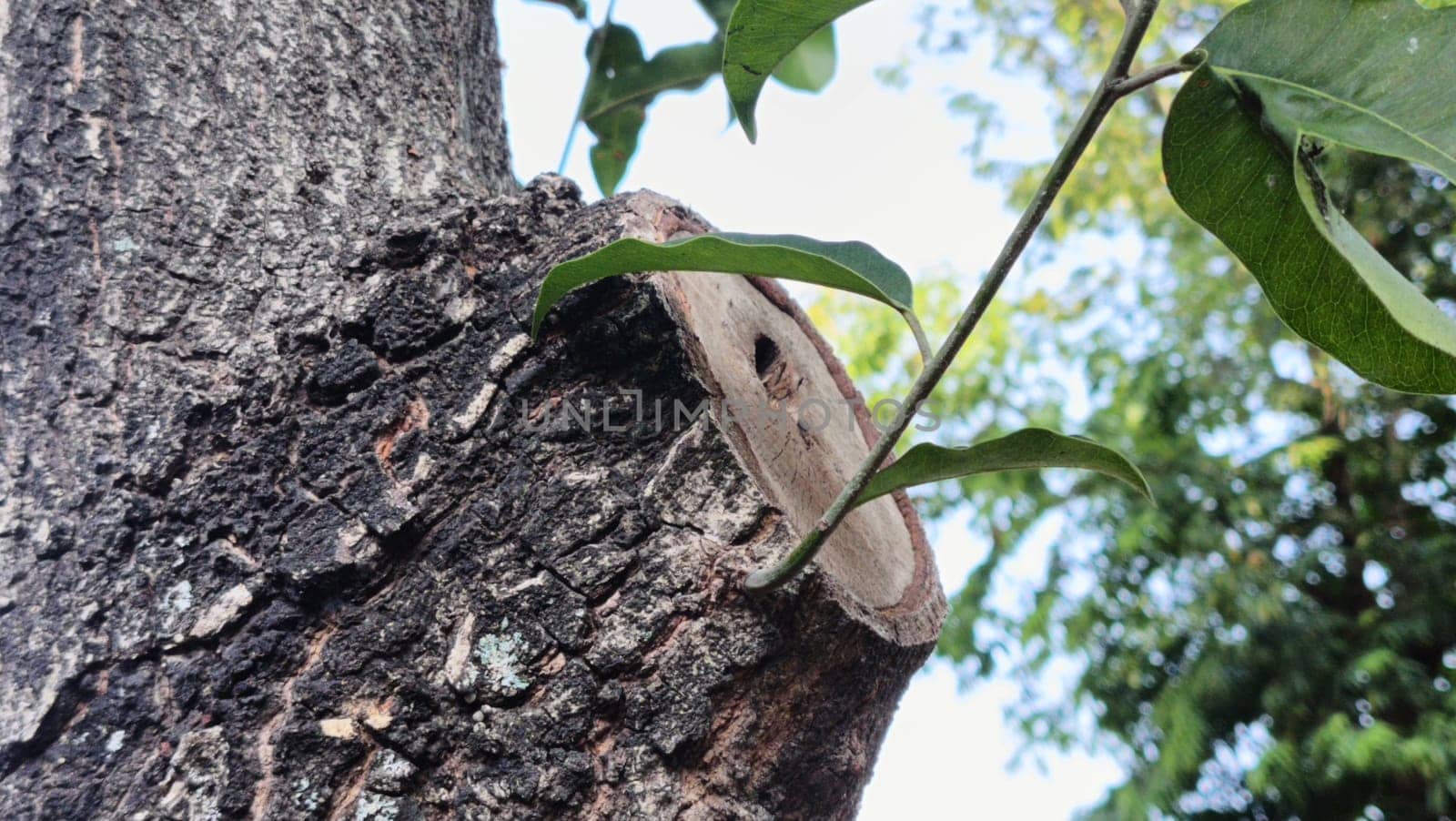 Close-up of a tree trunk with a branch cut, highlighting fresh green leaves and texture. A symbol of nature, growth, and regeneration under a clear sky.