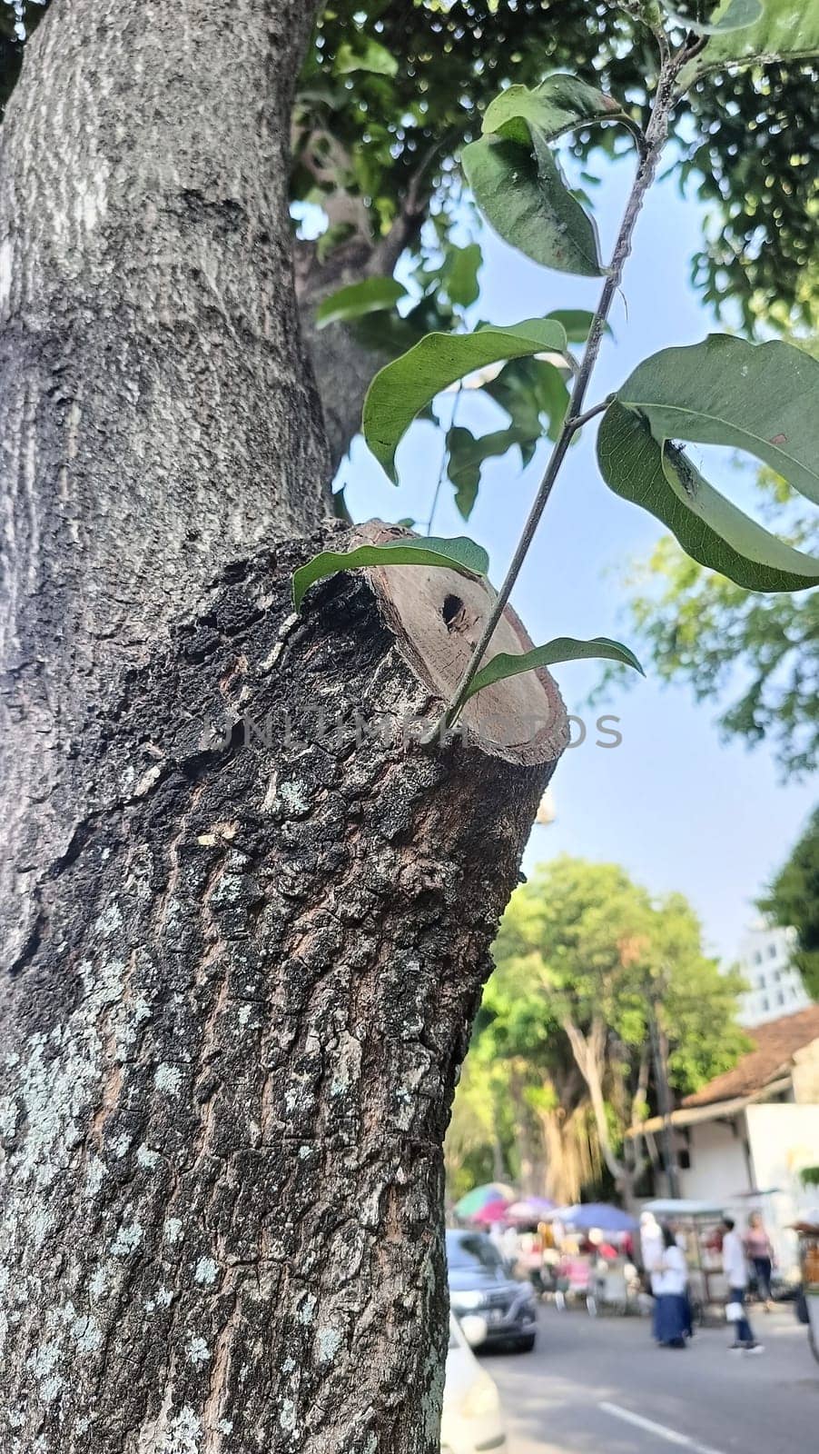 Close-up of a tree trunk with a branch cut, highlighting fresh green leaves and texture. A symbol of nature, growth, and regeneration under a clear sky.