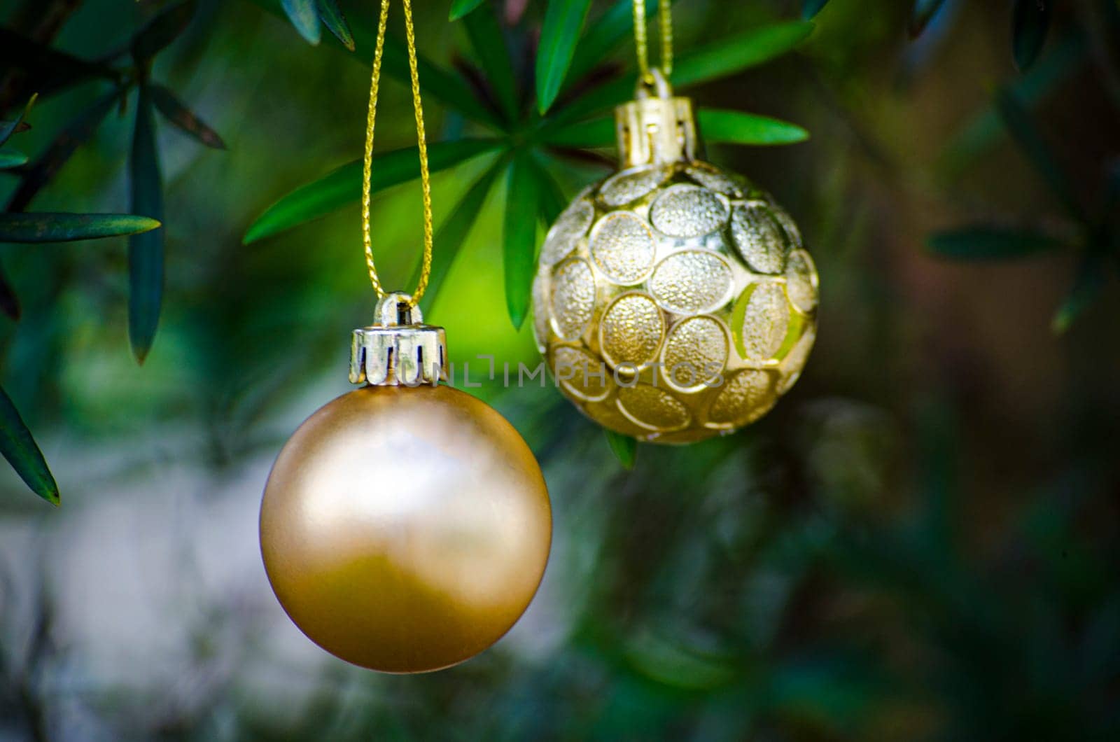 Golden Christmas balls with customizable space for Christmas wishes with pine Christmas trees background.