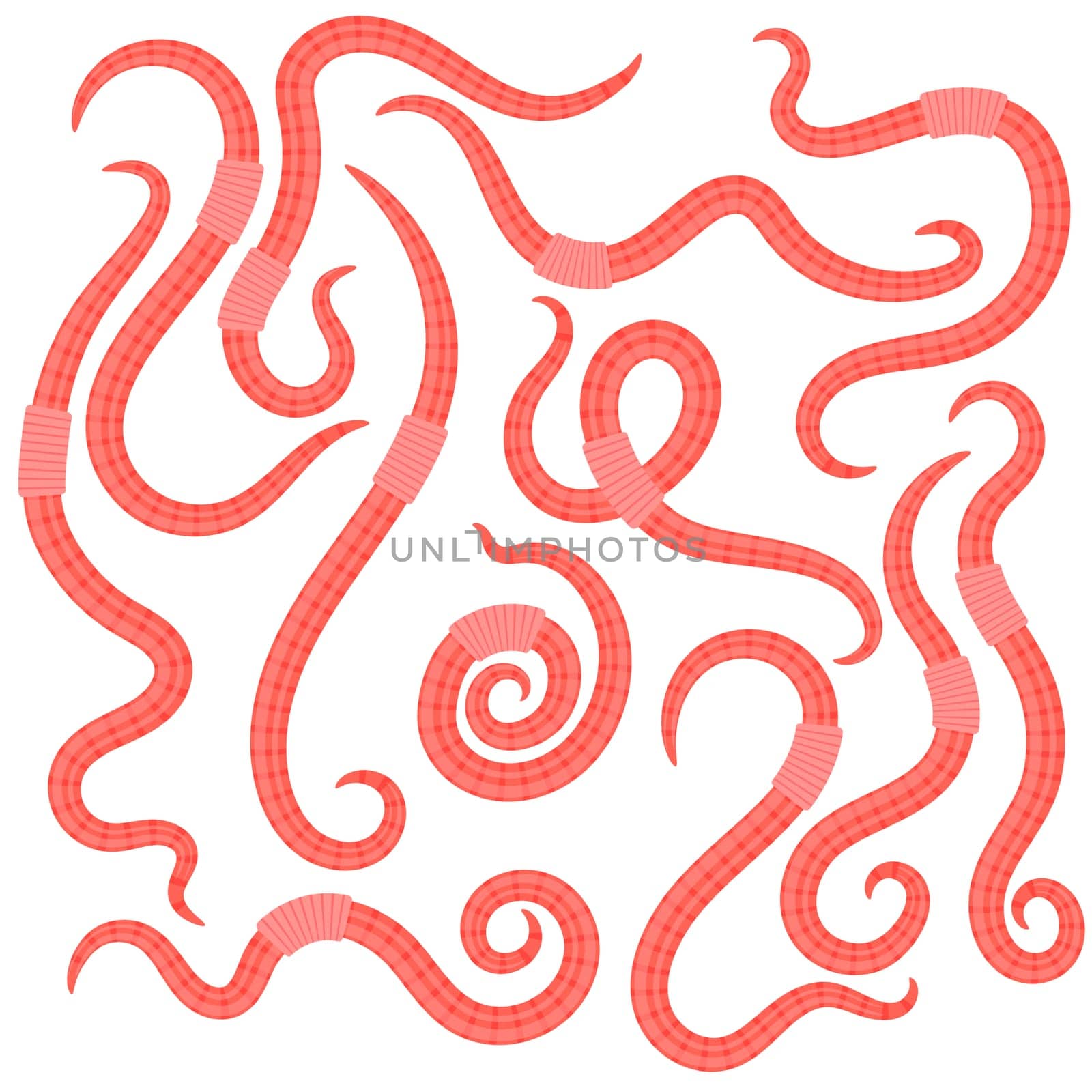 Vector Animal Earth Red Worms for Fishing Isolated on White Background.