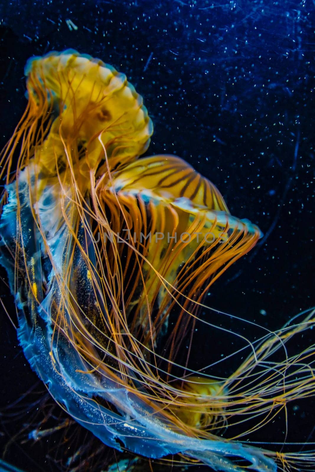 Image of jellyfish (poison jellyfish). Shooting Location: Yokohama-city kanagawa prefecture