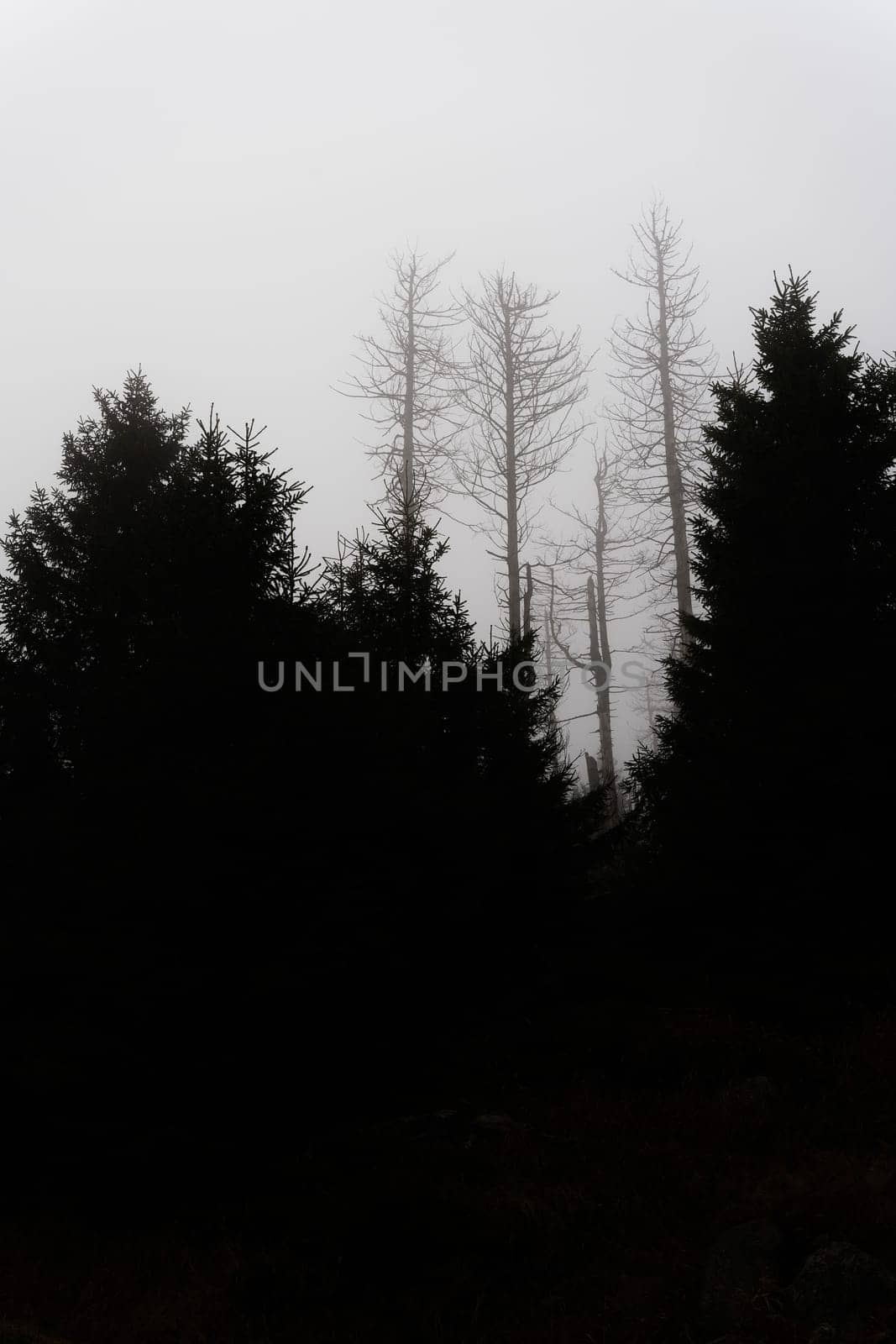 Silhouettes of dead spruces at the foot of the Brocken Mountain near Schierke in the Harz National Park in Germany in the fog