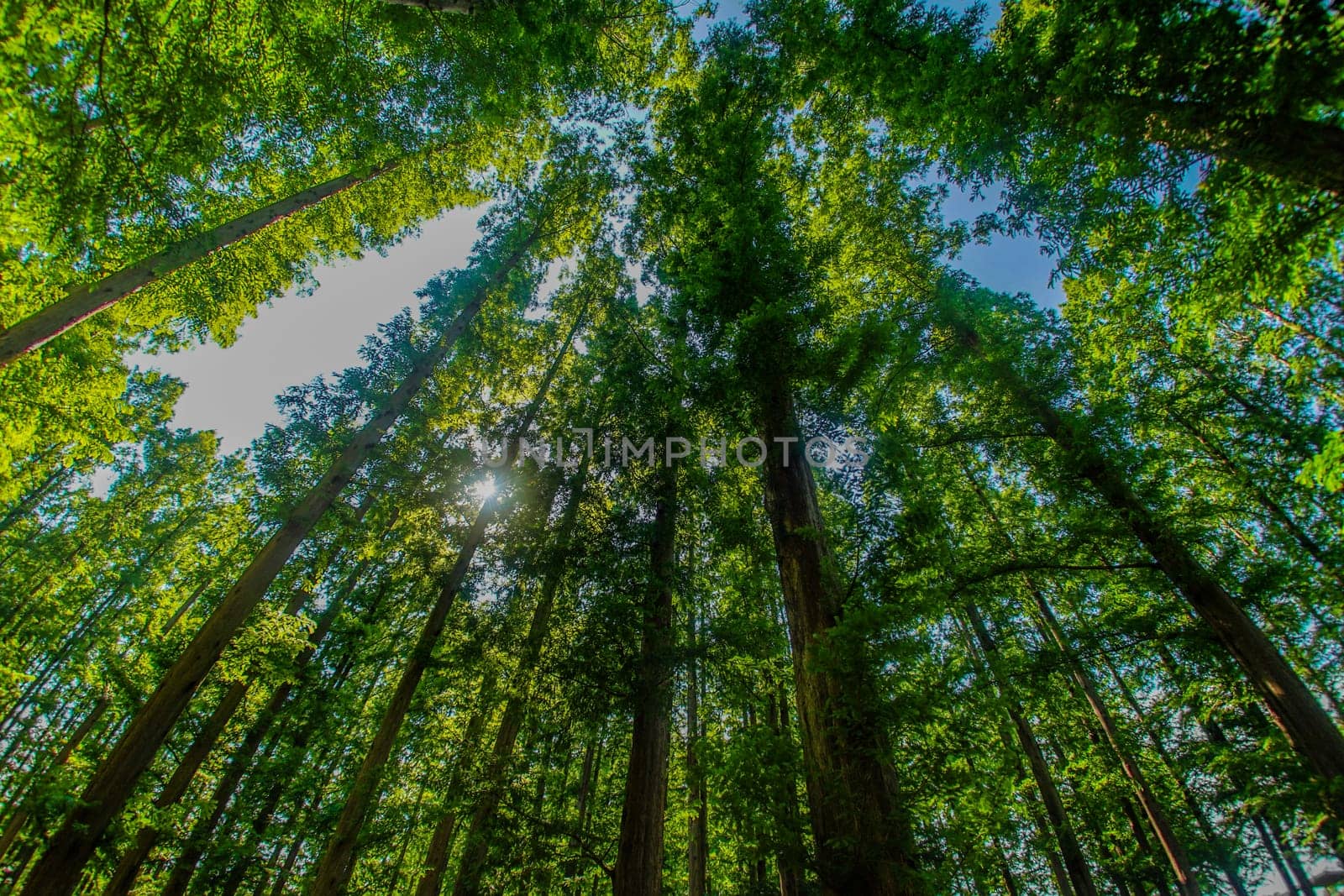 Metasekoya Forest (Mizumoto Park). Shooting Location: Katsushika-ku, Tokyo