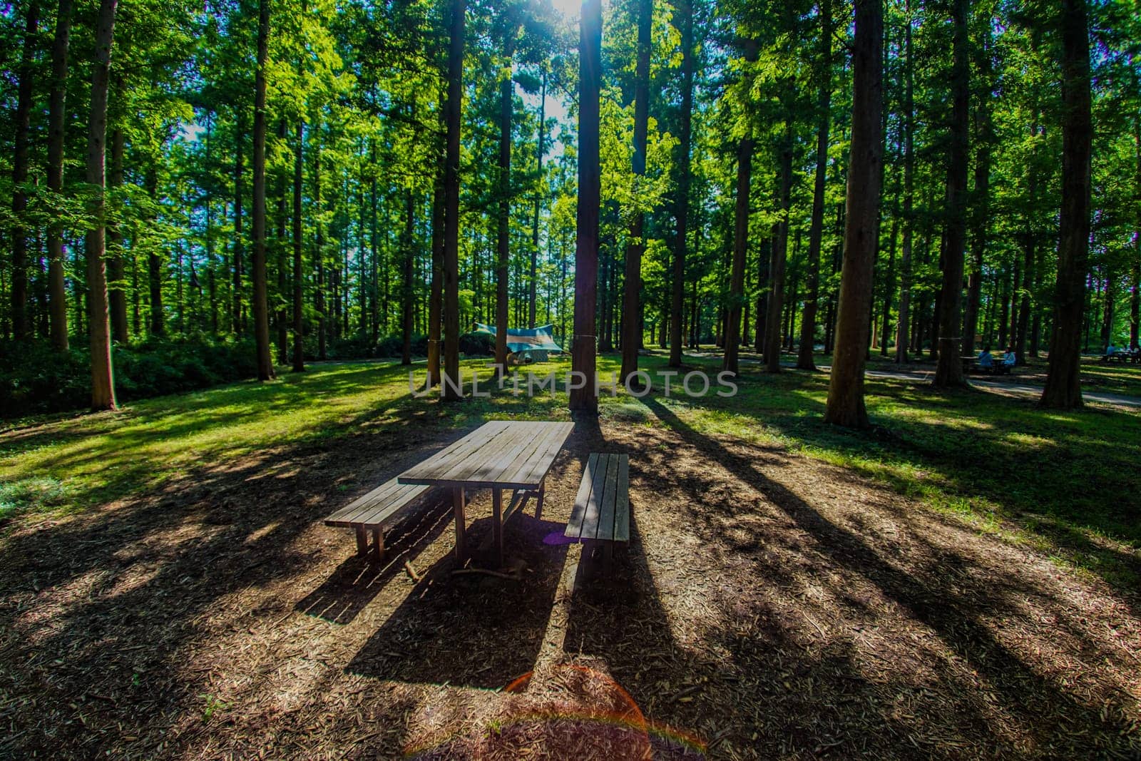 Metasekoya Forest (Mizumoto Park). Shooting Location: Katsushika-ku, Tokyo
