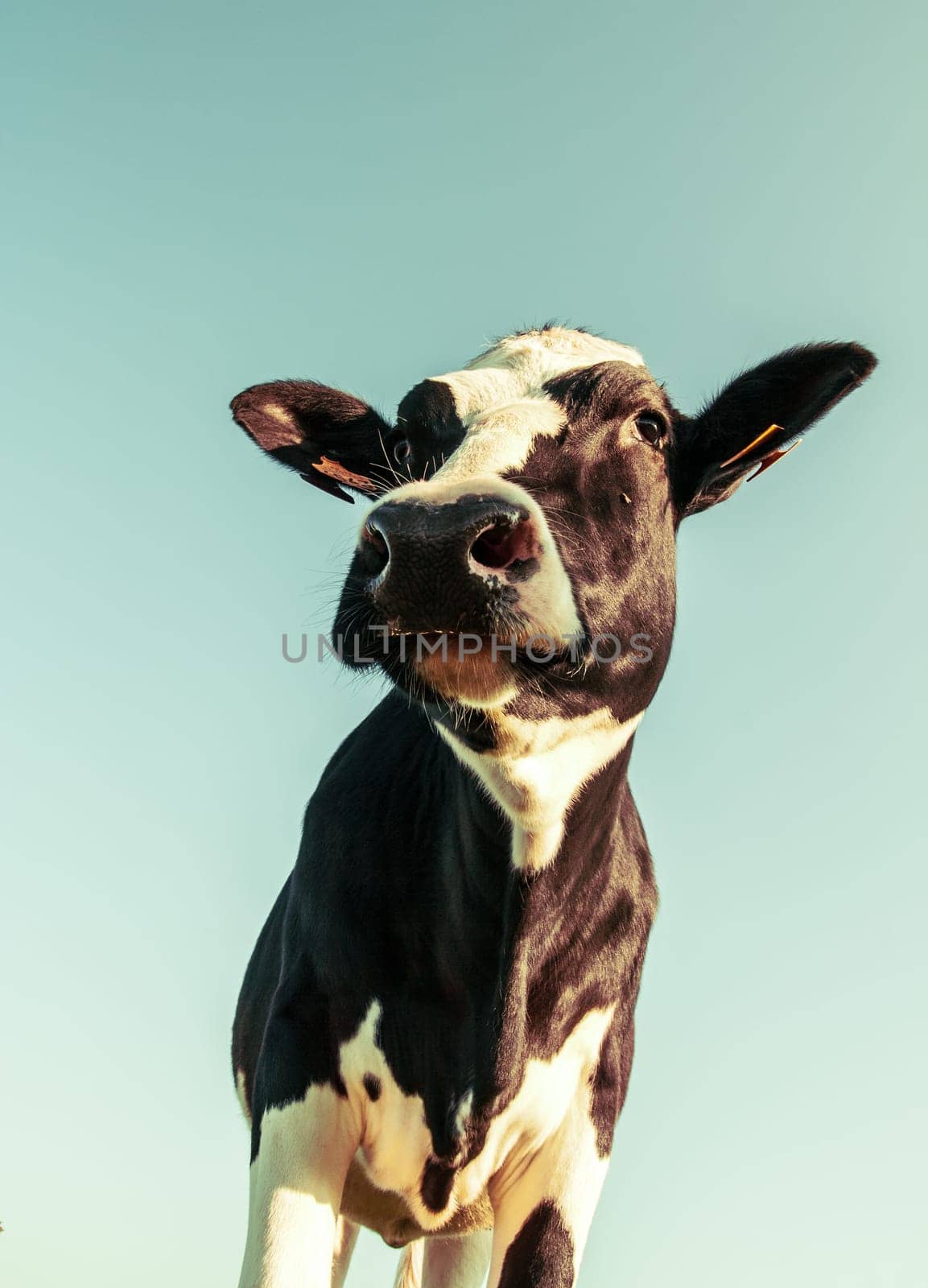 Portrait of a standing Holstein cow looking up, processed in a vintage style