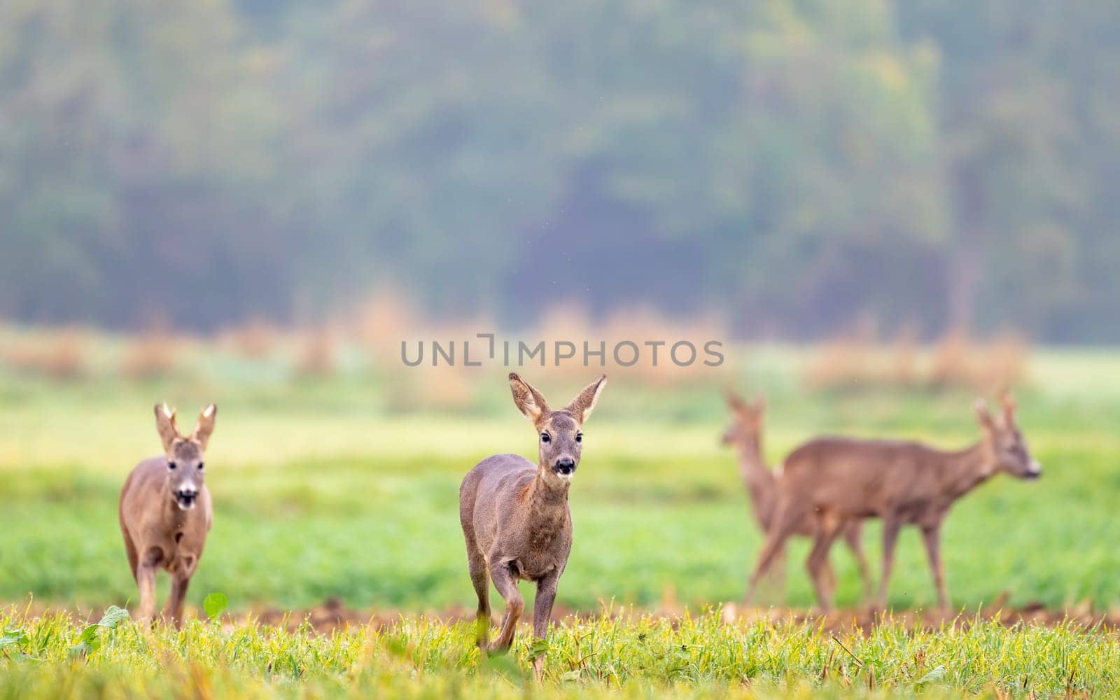 Roe deers coming along