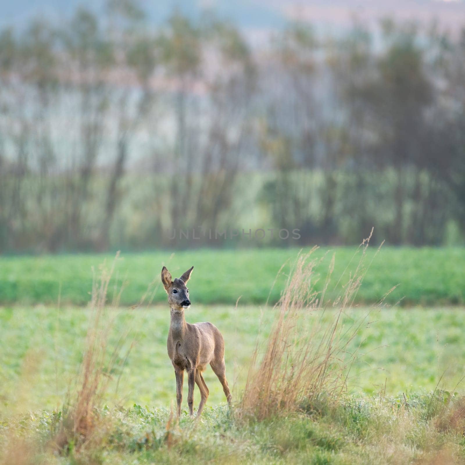 European roe deer (Capreolus capreolus) standing in a meadow and looking attentively